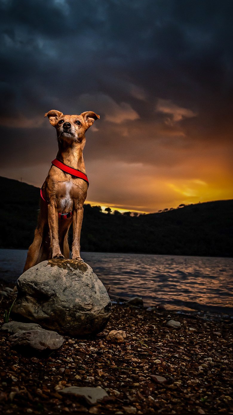 Perro de color marrón con collar rojo, parado sobre una roca en la orilla del lago durante un atardecer con cielo nublado.