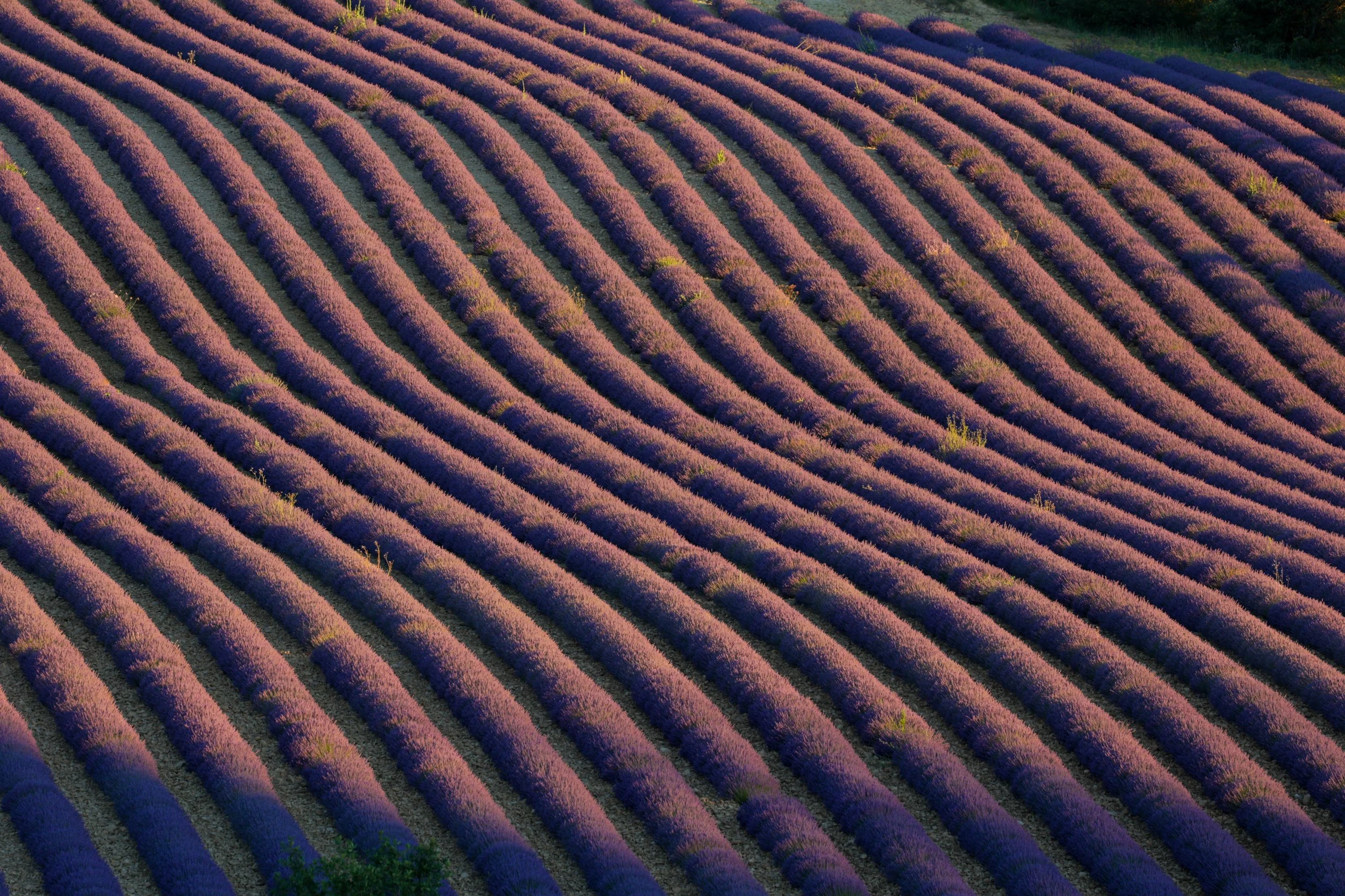 Campos de lavanda en surcos que se extienden por una ladera, con tonos morados y verdes, bajo una luz suave