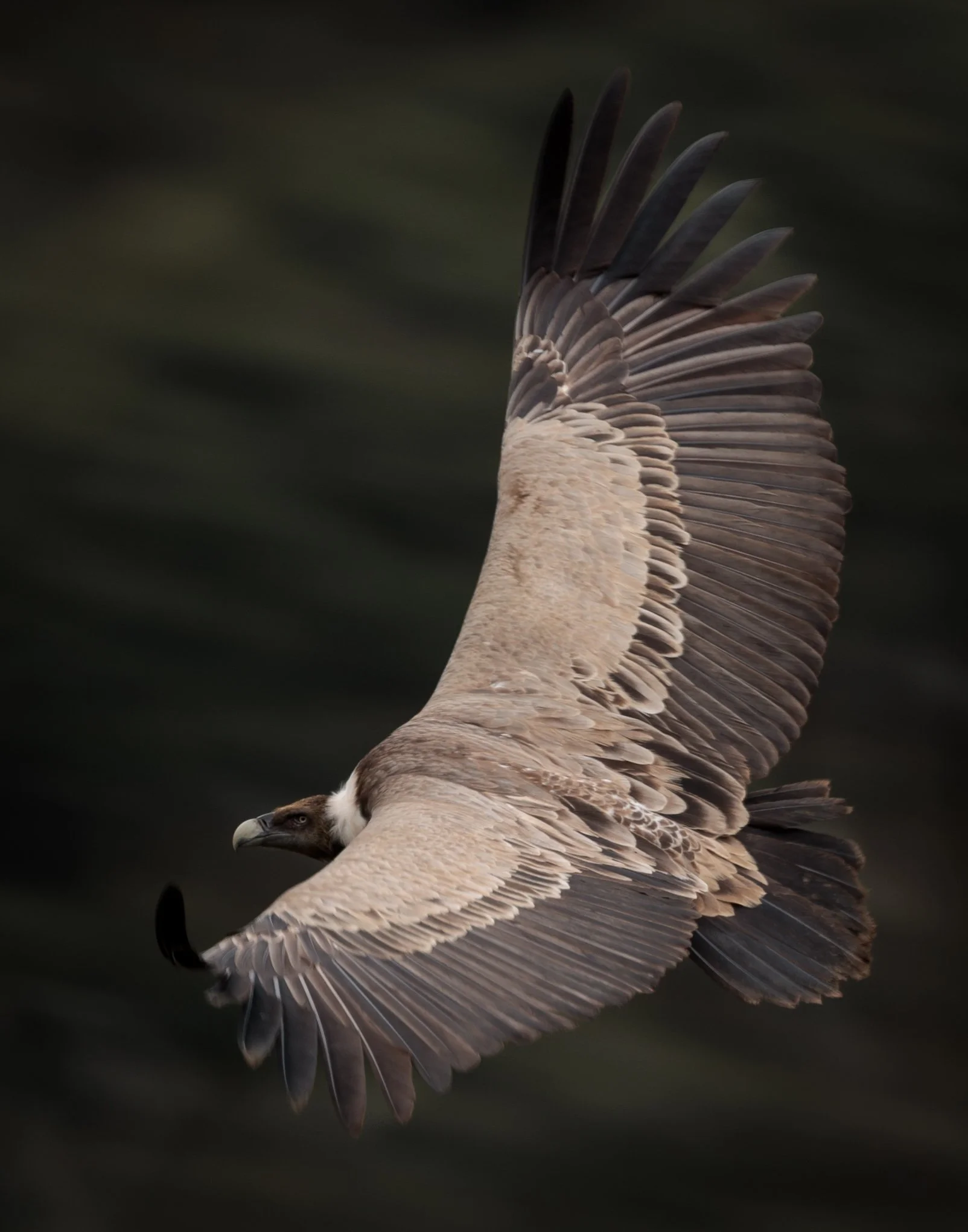 Un águila en vuelo con alas extendidas y fondo oscuro.