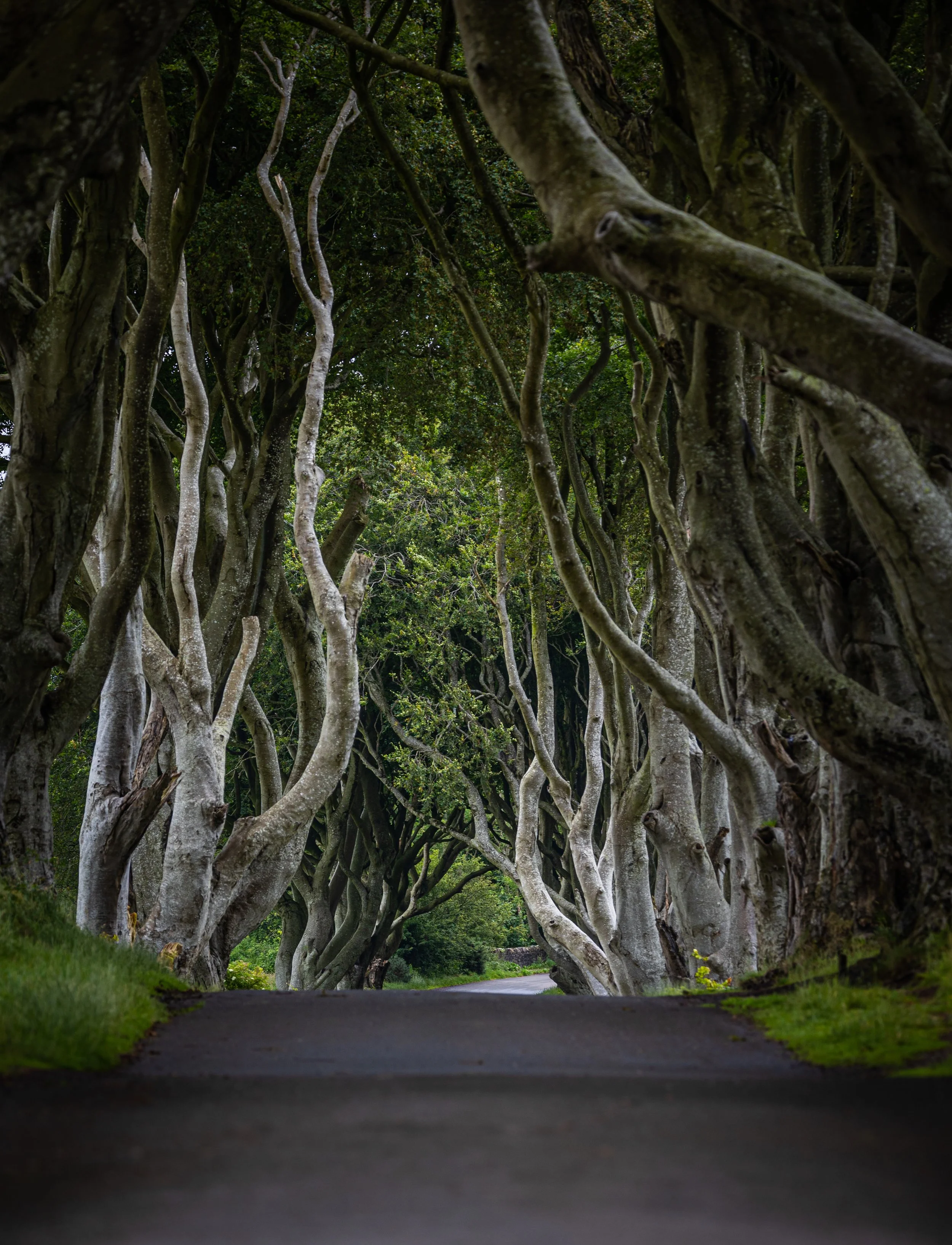 Camino rodeado de árboles con ramas retorcidas formando un arco natural.