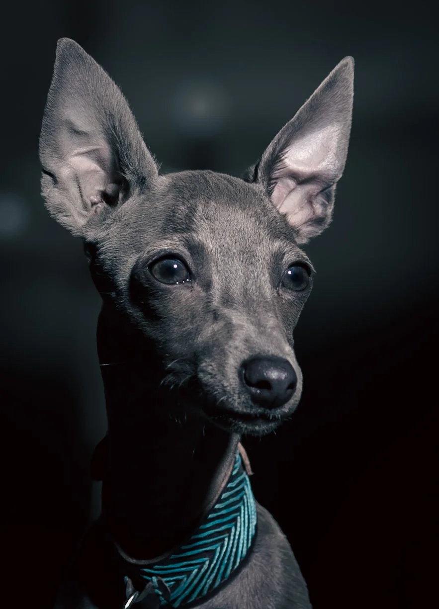 Perro joven de raza pequeña con orejas grandes y hacia un lado, usando collar azul con rayas en ambiente oscuro. Lebrel italiano