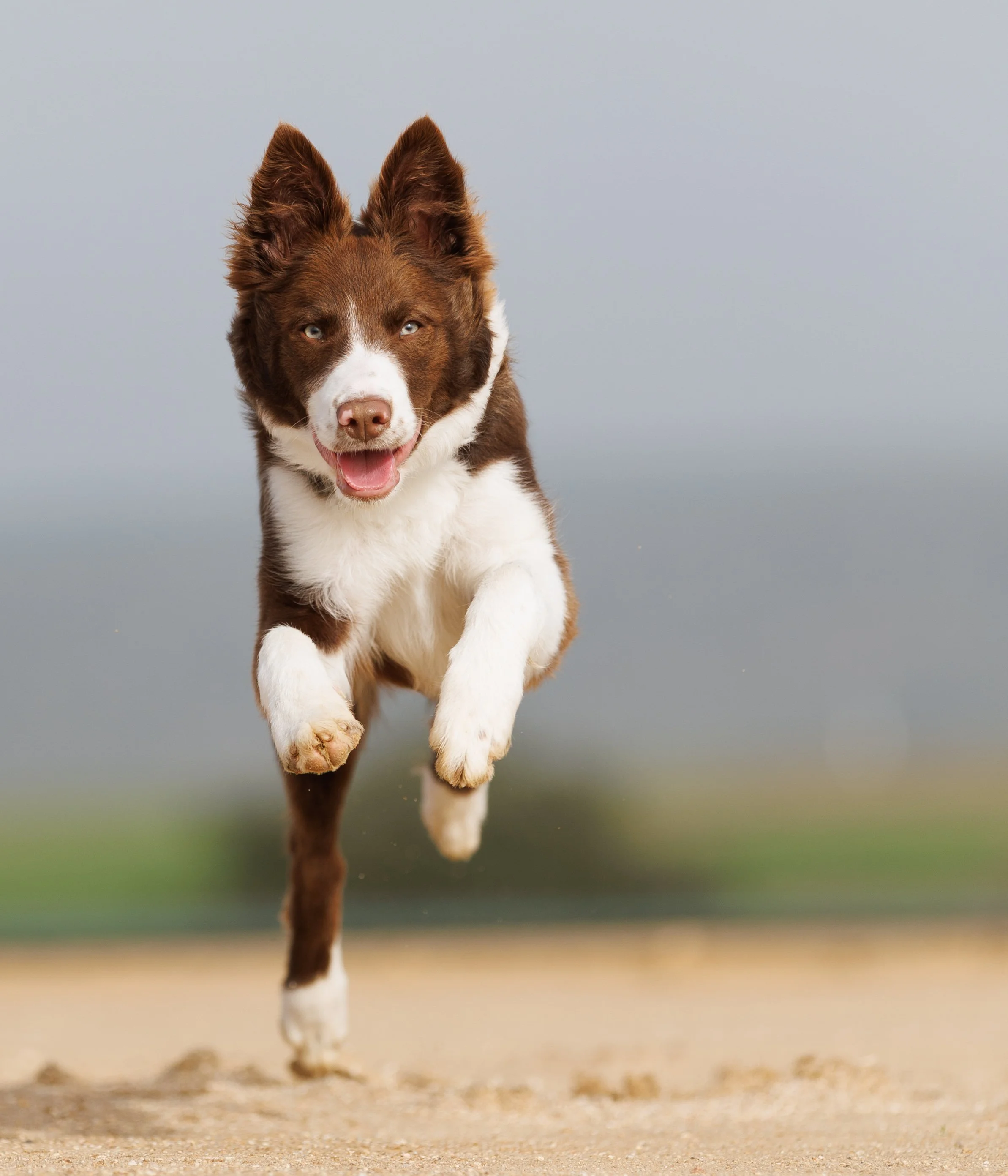 Un perro Border Collie marrón y blanco corriendo hacia la cámara en la playa.