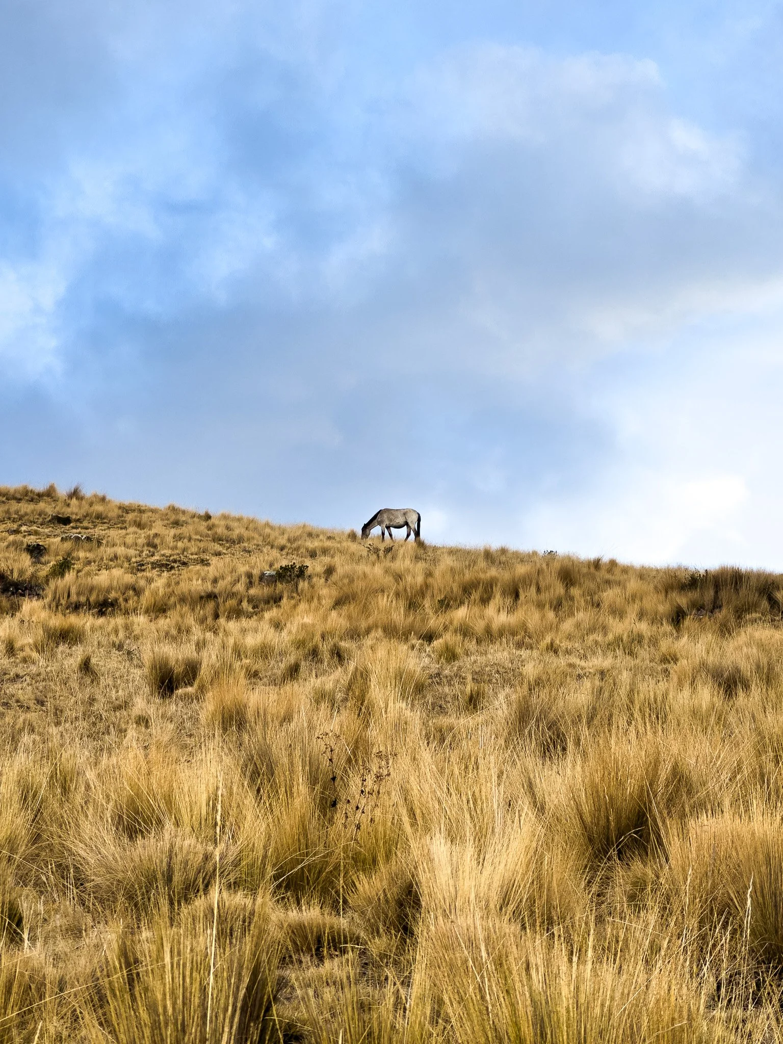 A lone horse grazing on a grassy hillside under a partly cloudy sky.