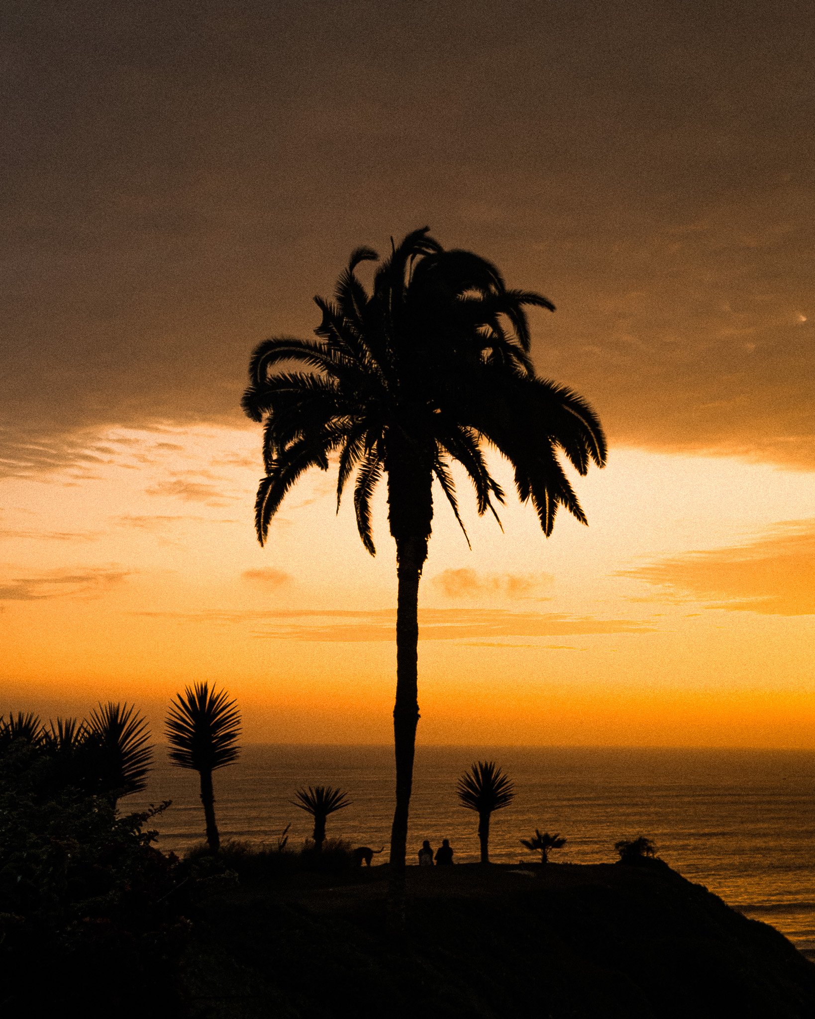 A silhouette of palm trees on a hill at sunset, with the ocean in the background.