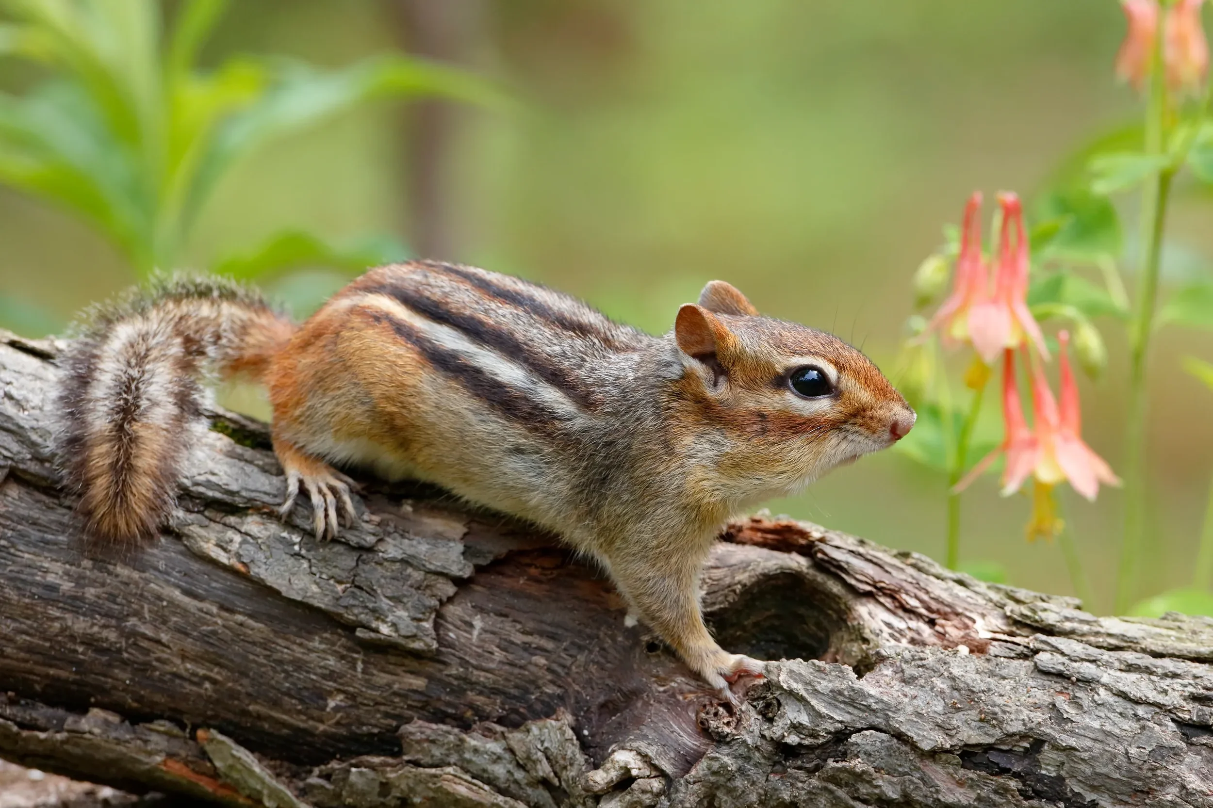 Chipmunk