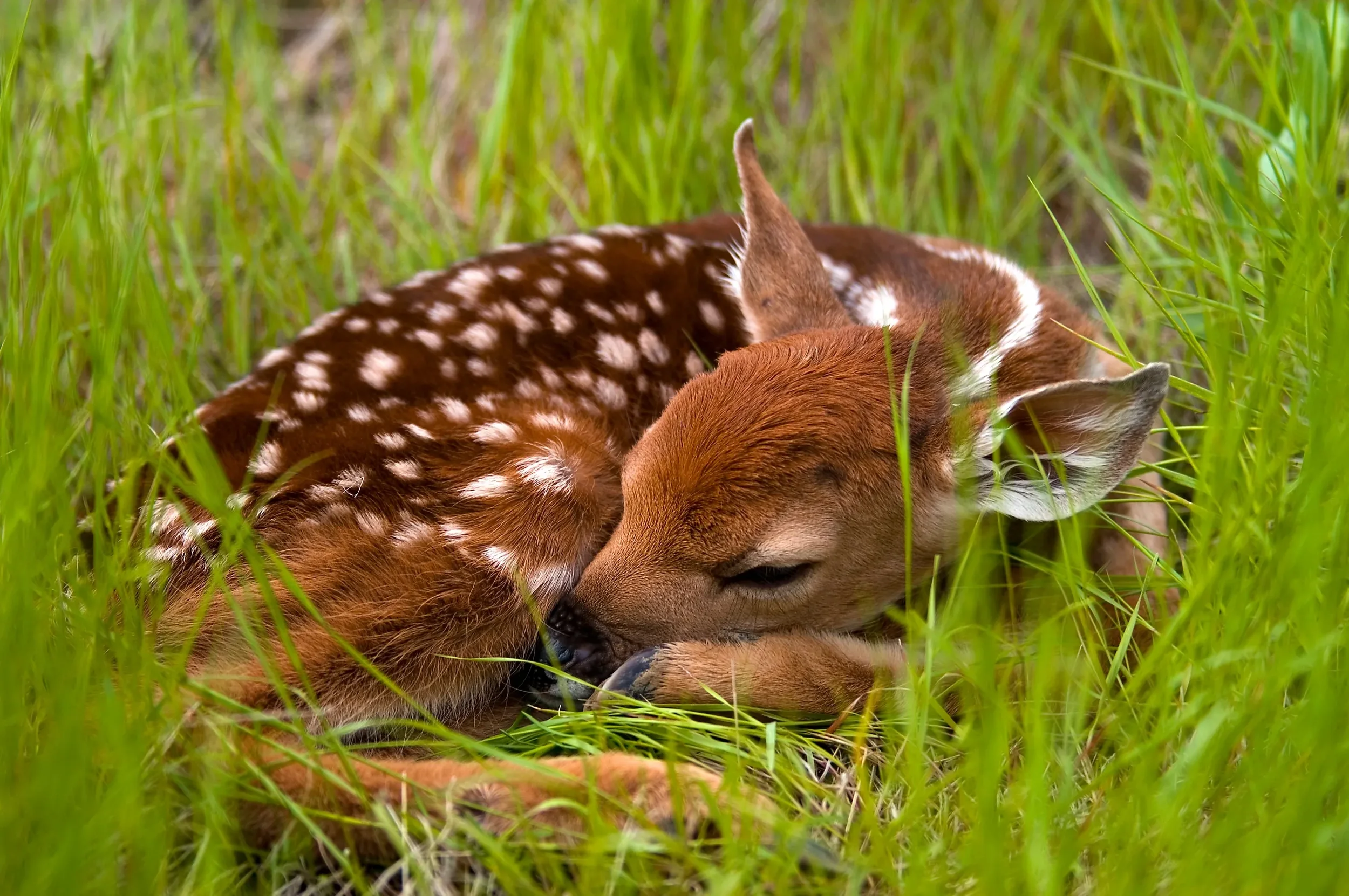 Fawn