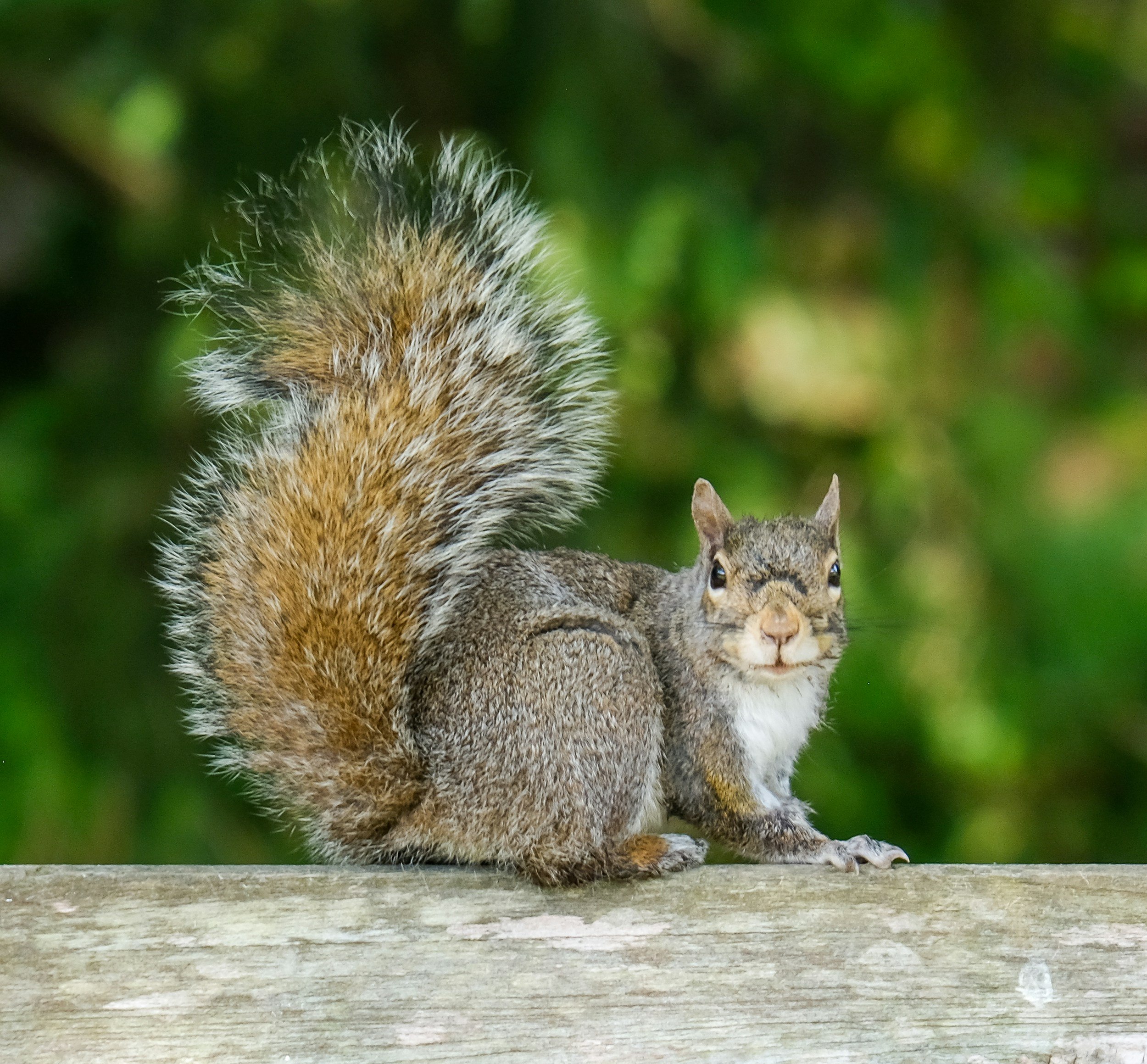 Close-up of a squirrel sitting on a wooden surface, with a bushy tail and gray-brown fur, against a background of blurred green foliage.