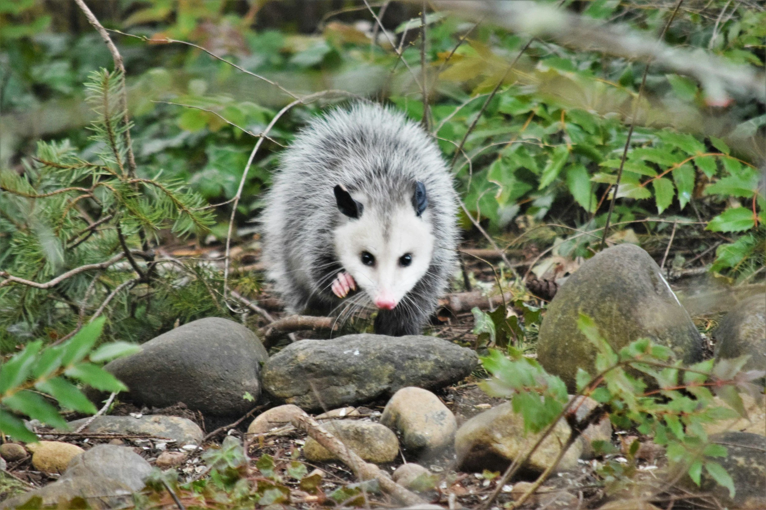 An opossum, walking through a forested area with rocks and green foliage.
