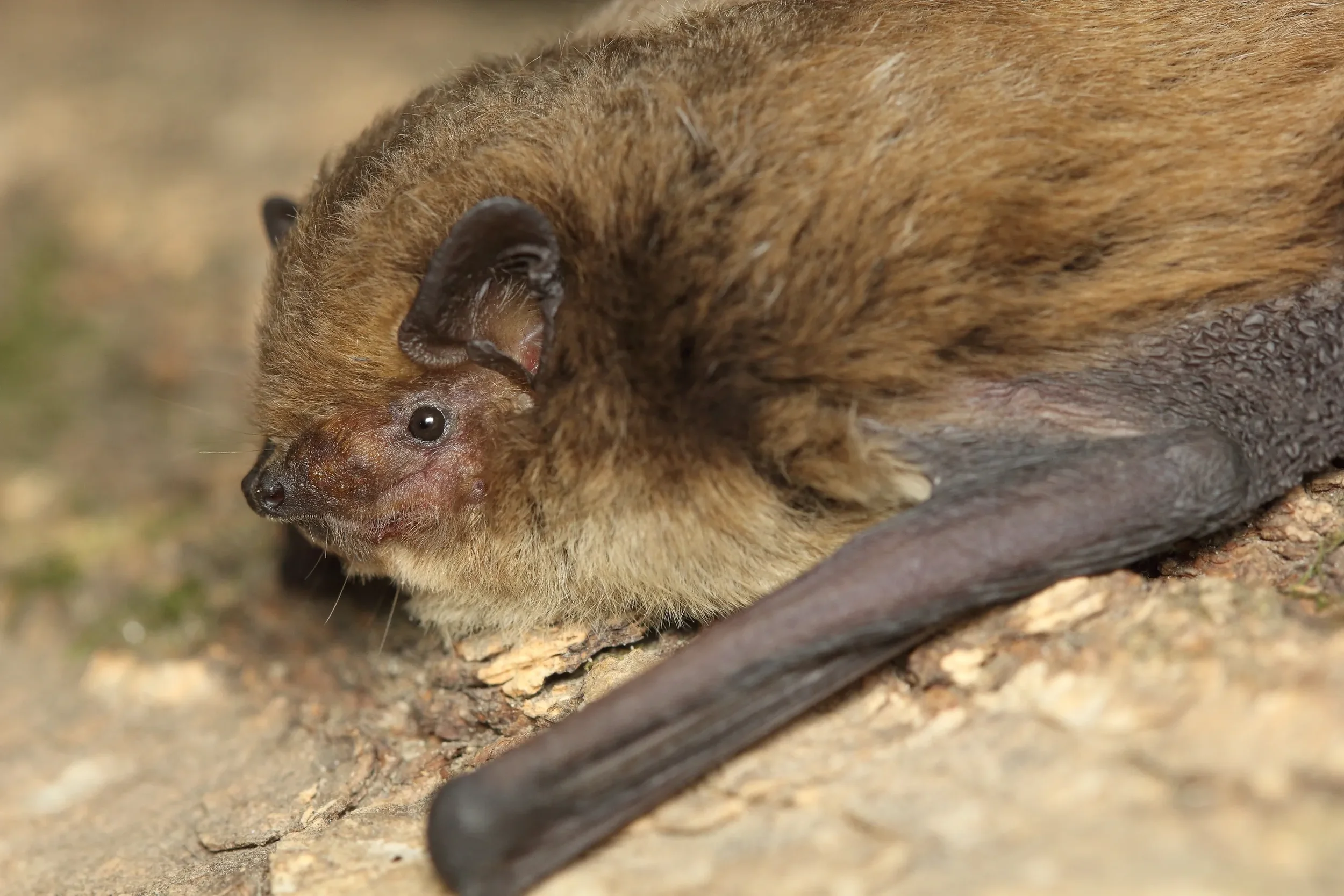 Bat