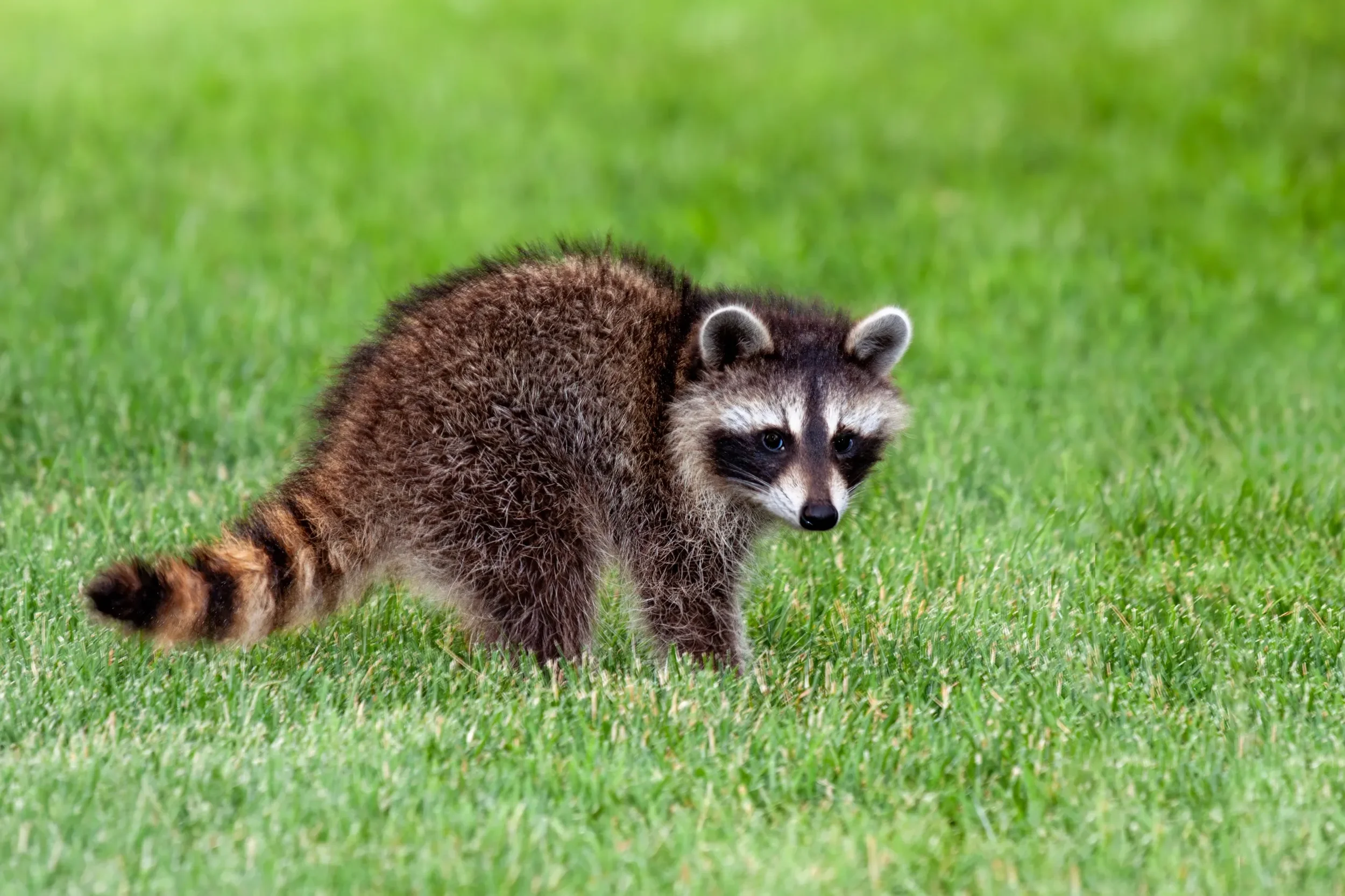 Raccoon