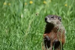 A groundhog standing on grass in a green field