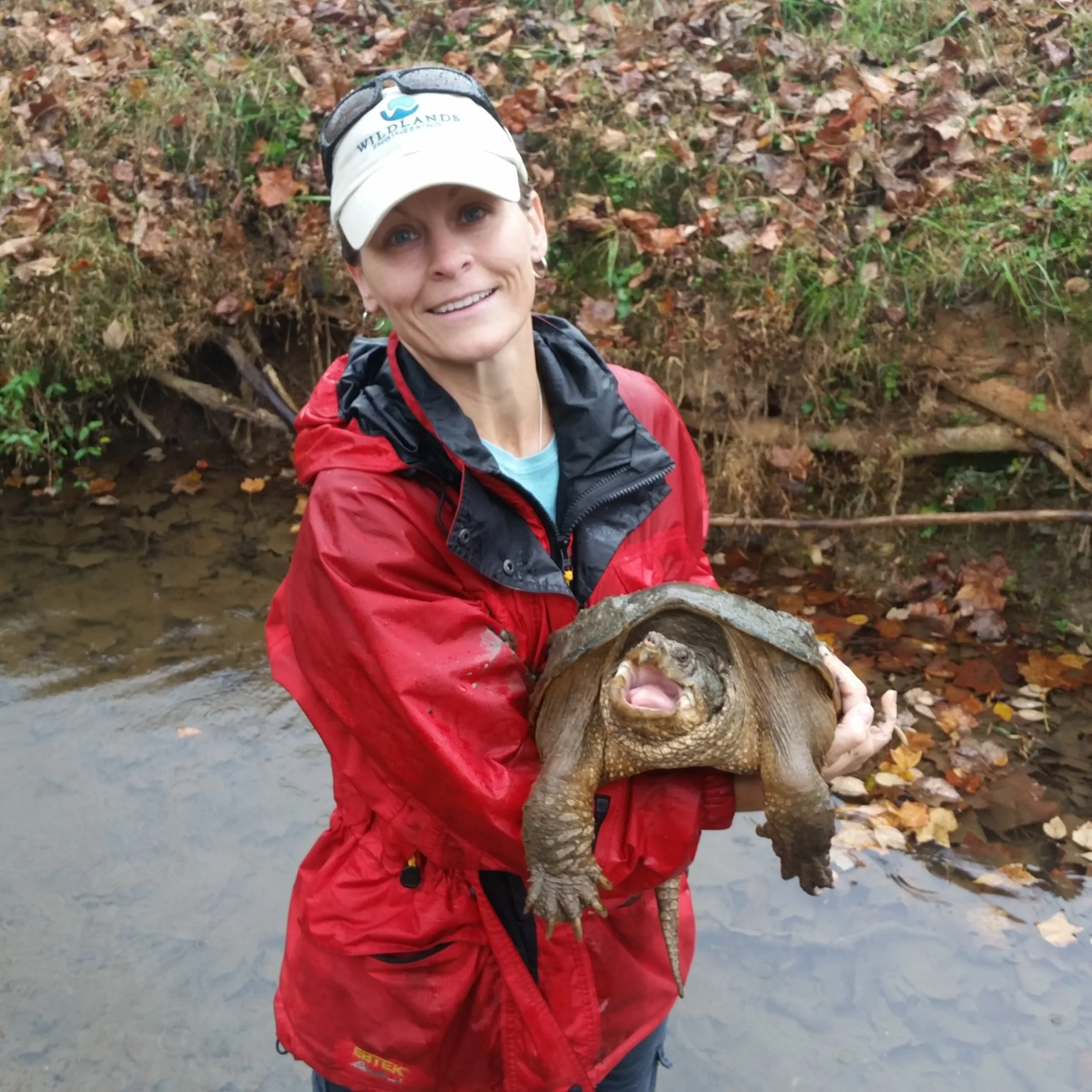 A woman dressed in a red rain jacket and white cap holding a large turtle with an open mouth near a shallow creek, surrounded by fallen leaves and foliage.