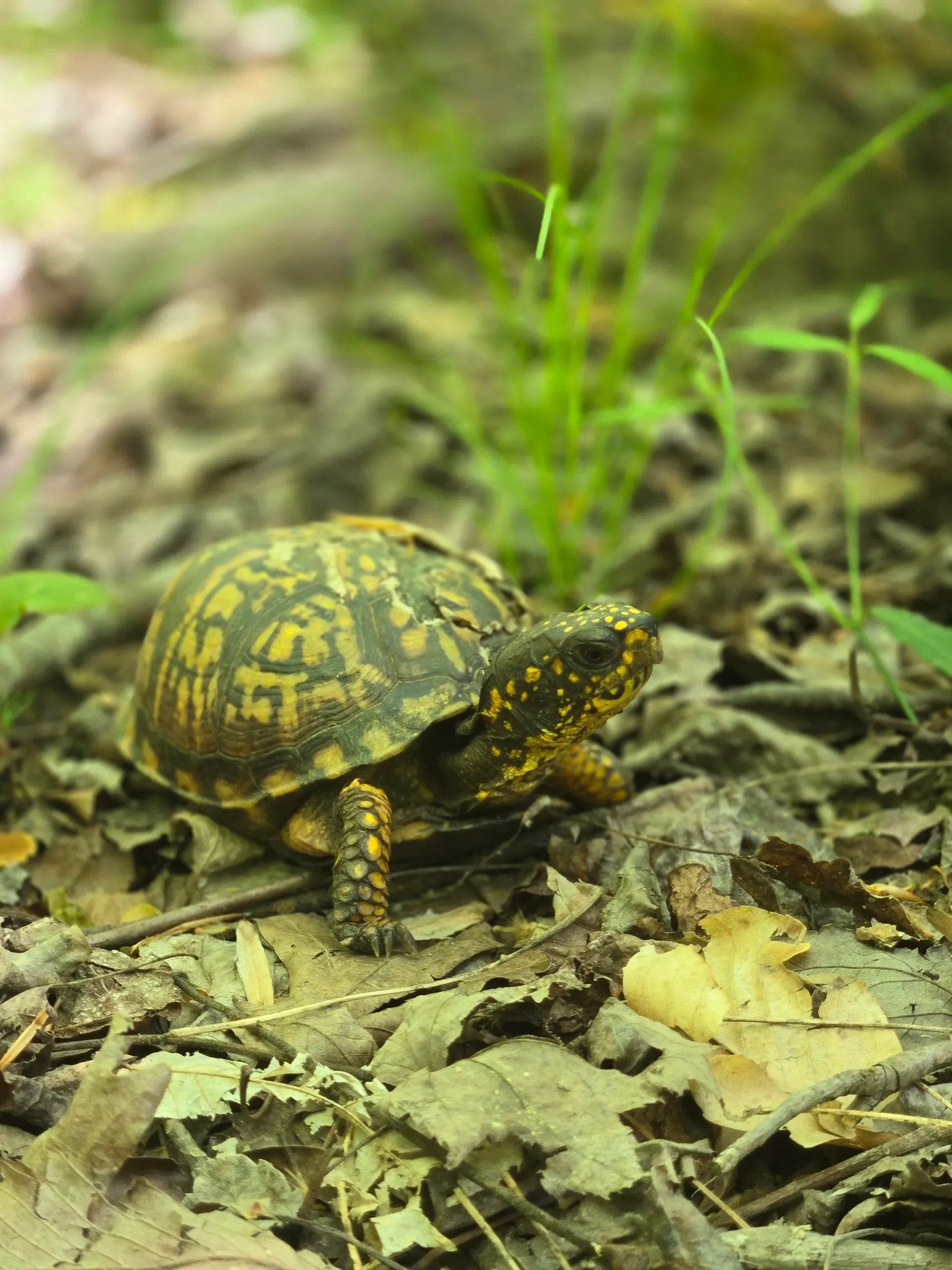 A small turtle with yellow and black markings on its shell and head, walking on dry leaves amidst green grass and foliage.