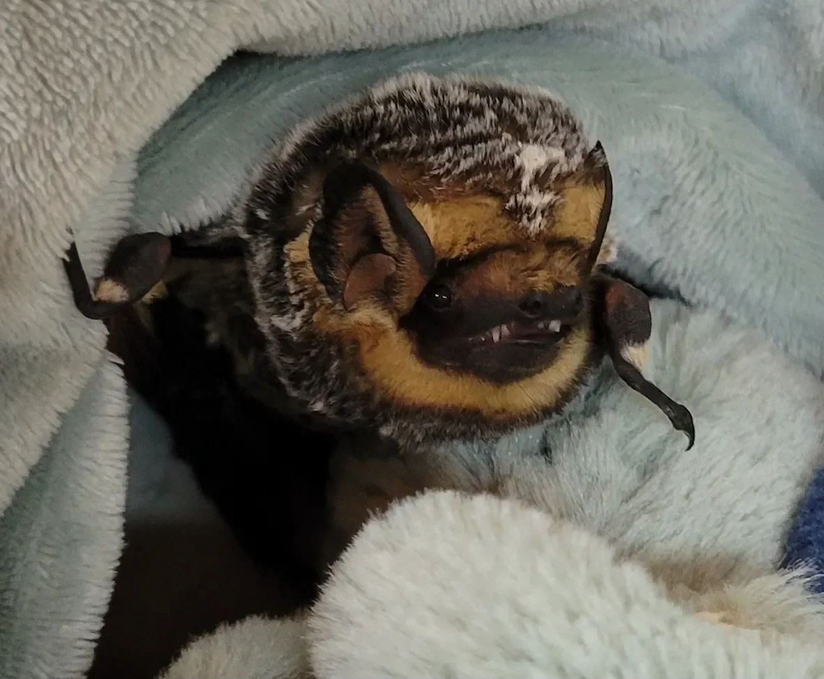 A bat, lying on a soft, light blue blanket.