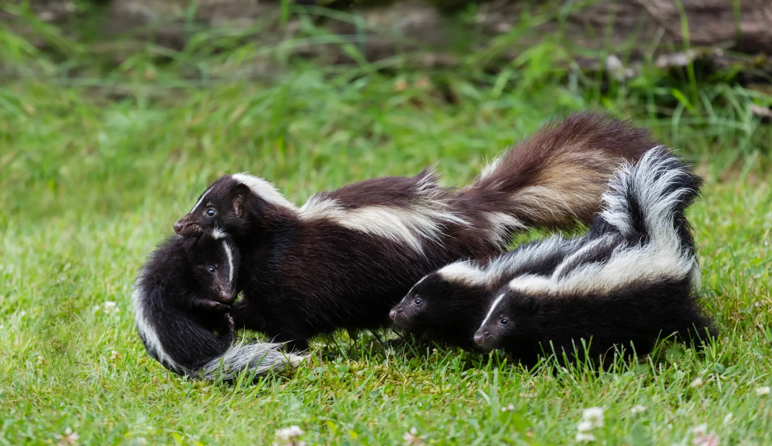 Skunk