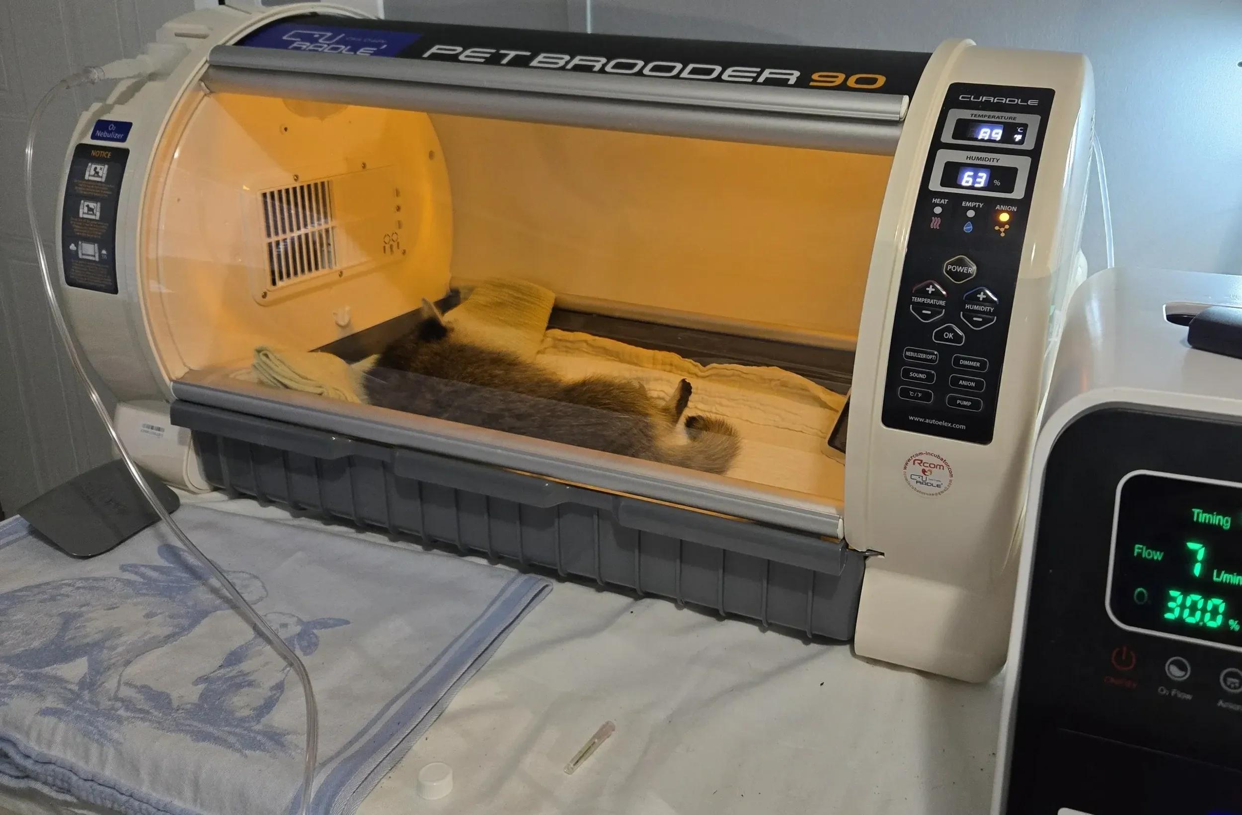 A patient lying inside a PetBrooder 90 incubator, which is a machine used to provide a controlled environment for young animals. The incubator has a digital display showing temperature and humidity, and the patient is resting on a soft towel.