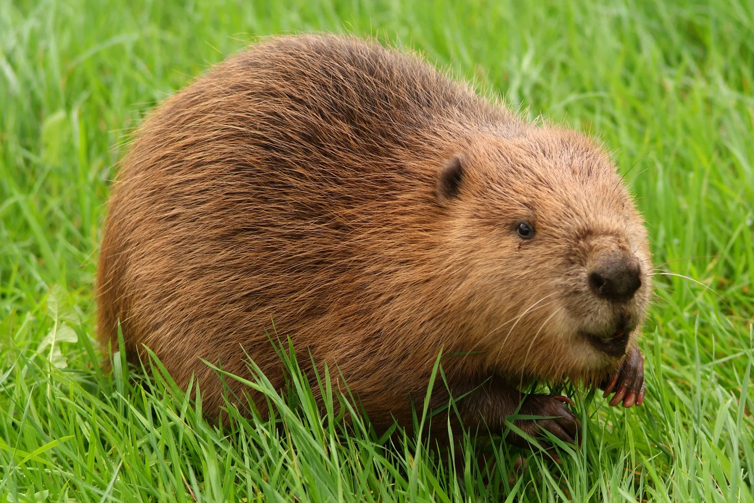 Beaver