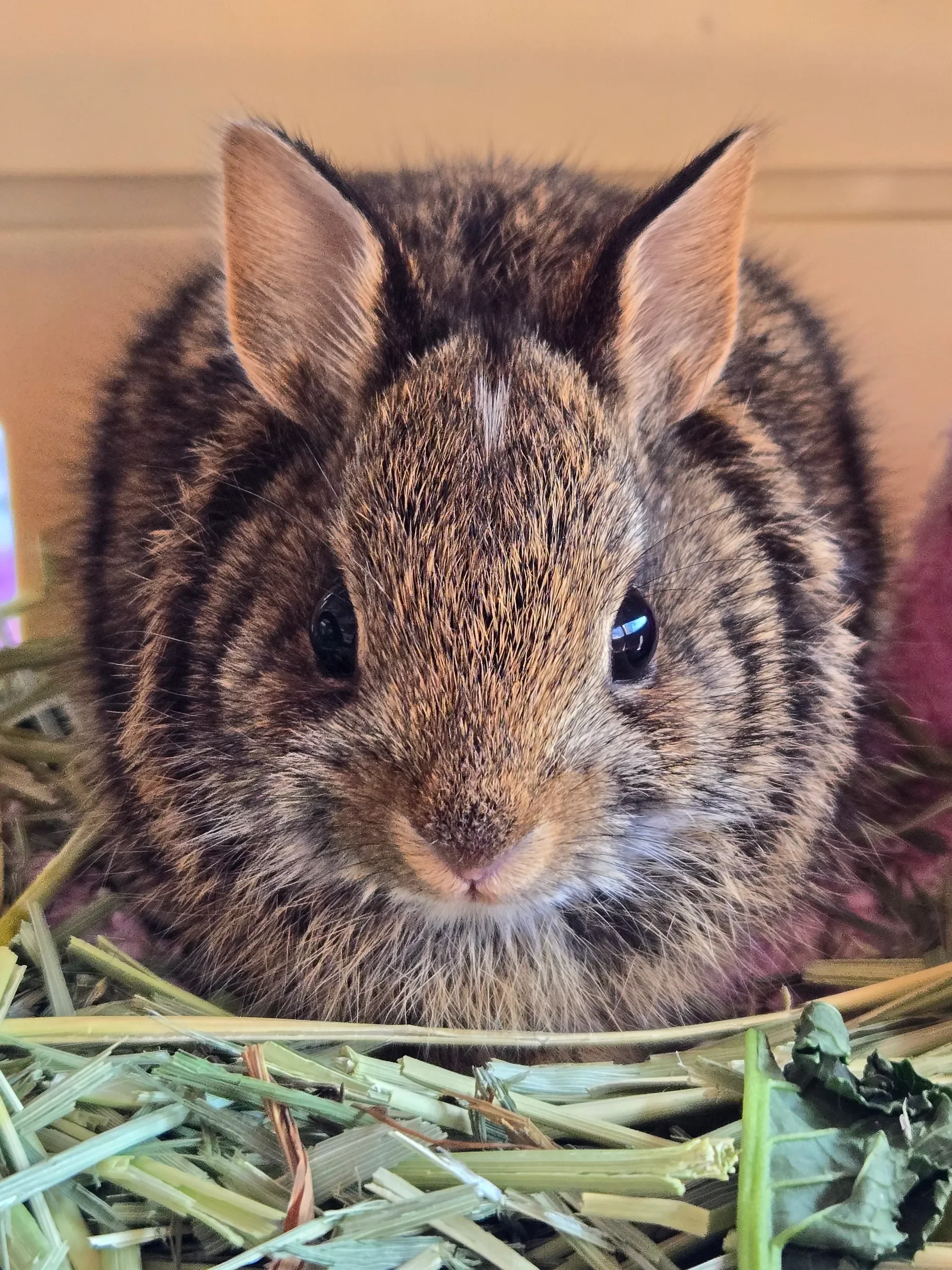 Close-up of a rabbit with black eyes, surrounded by hay, facing forward.
