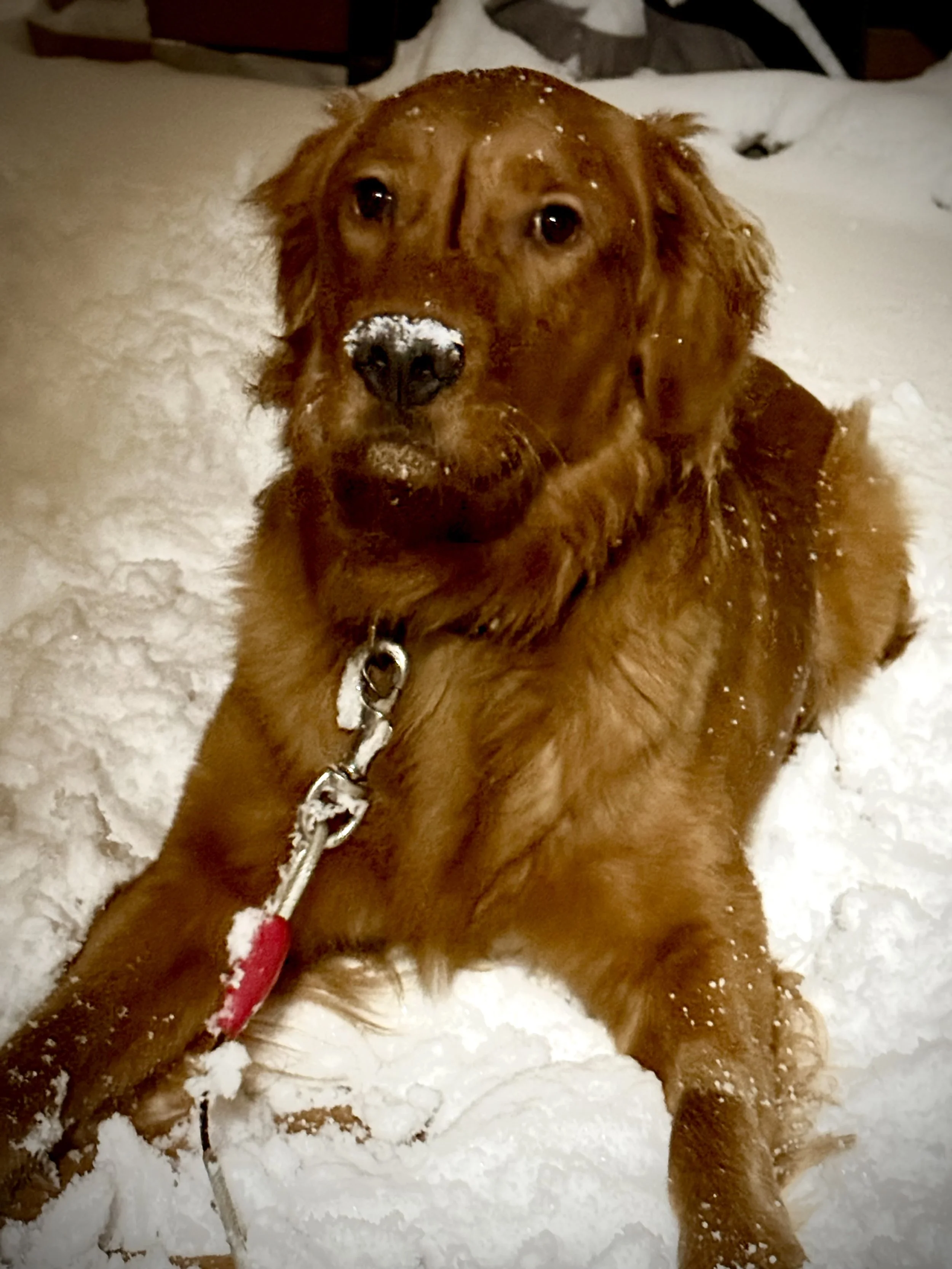 Golden retriever lying in the snow with snow on its nose and fur, looking at the camera.