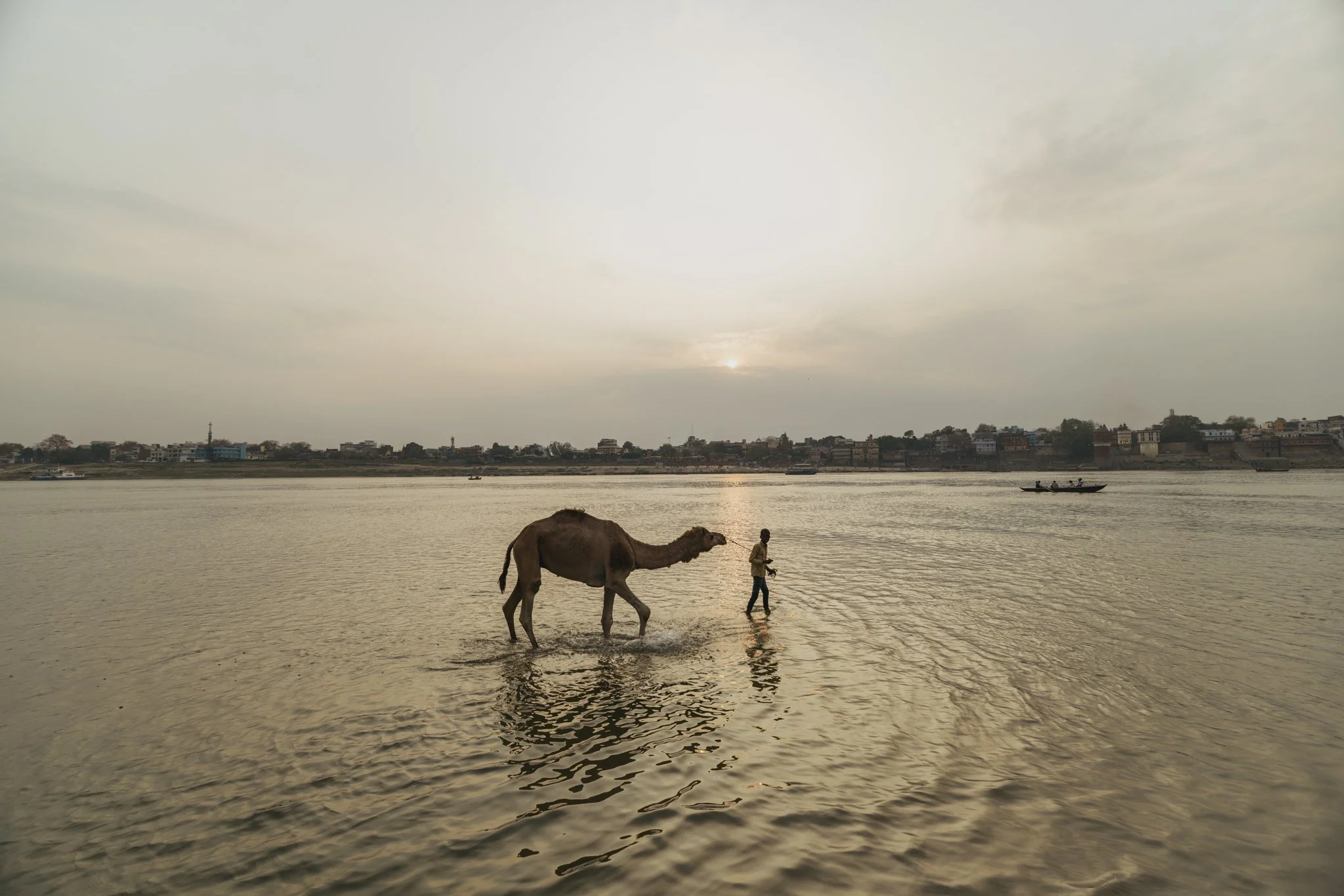 A person walking through shallow water with a camel during sunset with boats on a river and a cityscape in the background.