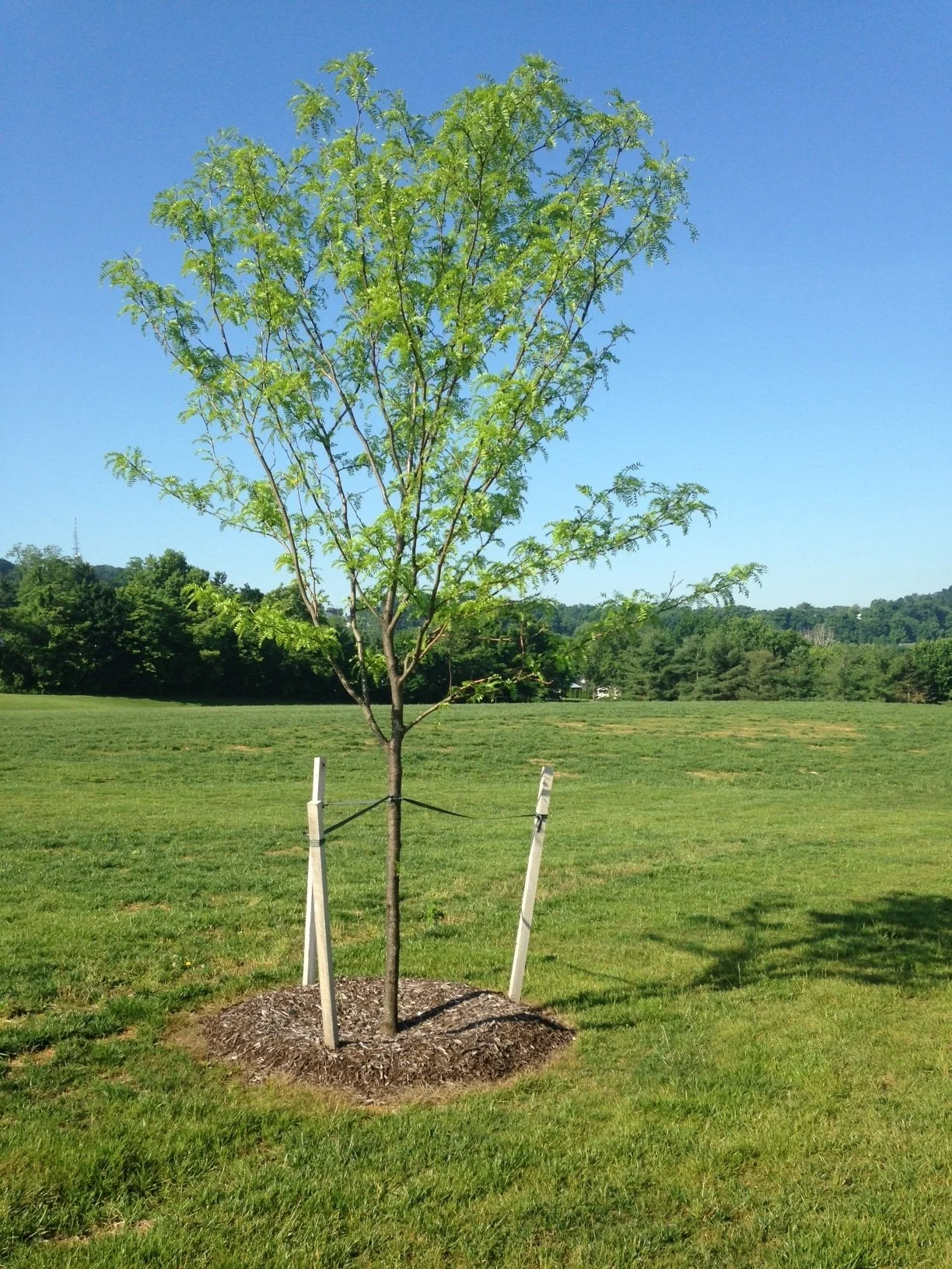 Young tree with bright green leaves planted in a grassy field, supported by three white stakes, under a clear blue sky.