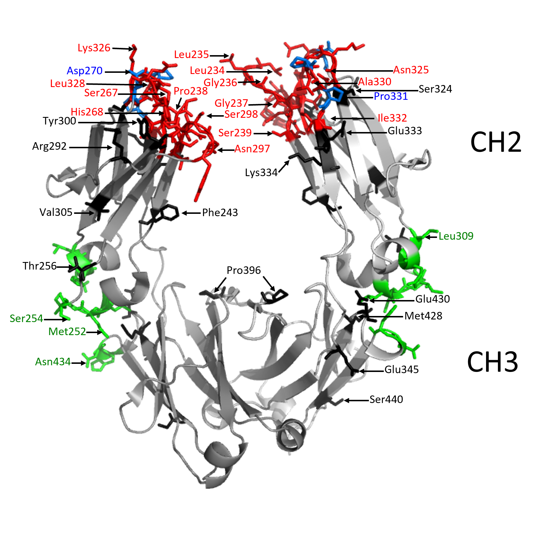 3D visualization of an IgG1 Fc region with labeled amino acids in red, blue, and green colors.