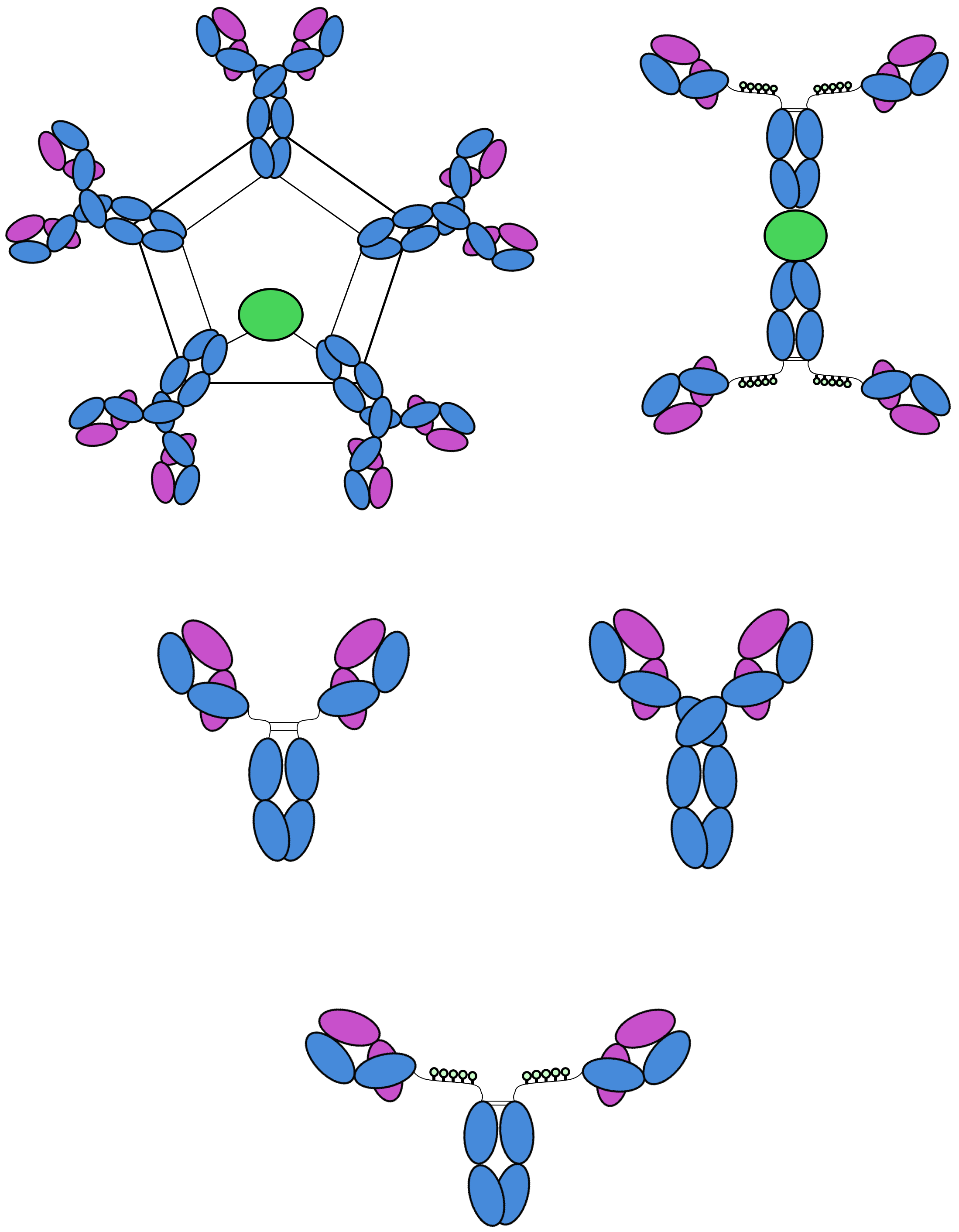 Diagram showing the process of antibody binding to antigens with different antibody structures and variations.