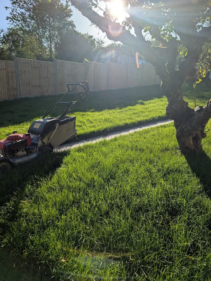 A backyard scene with a tree, a wooden fence, and a lawn being mowed with a gas-powered mower. The sun is shining brightly through the branches of the tree.