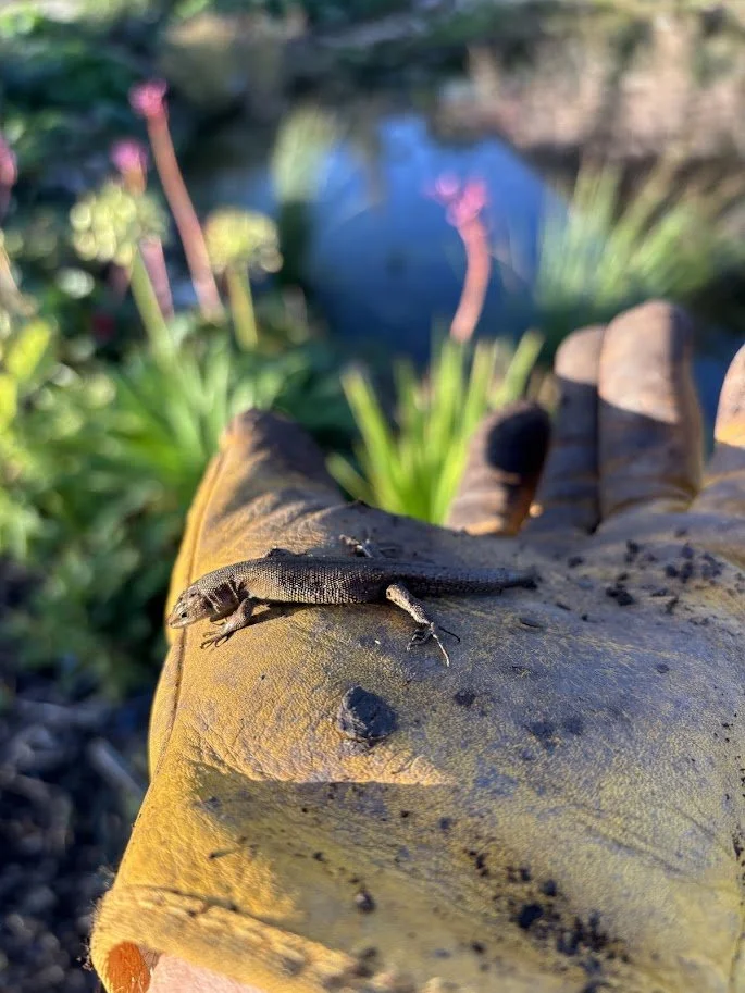 A small lizard on a yellow gardening glove held out by a hand, with a garden and a blue pond in the background.