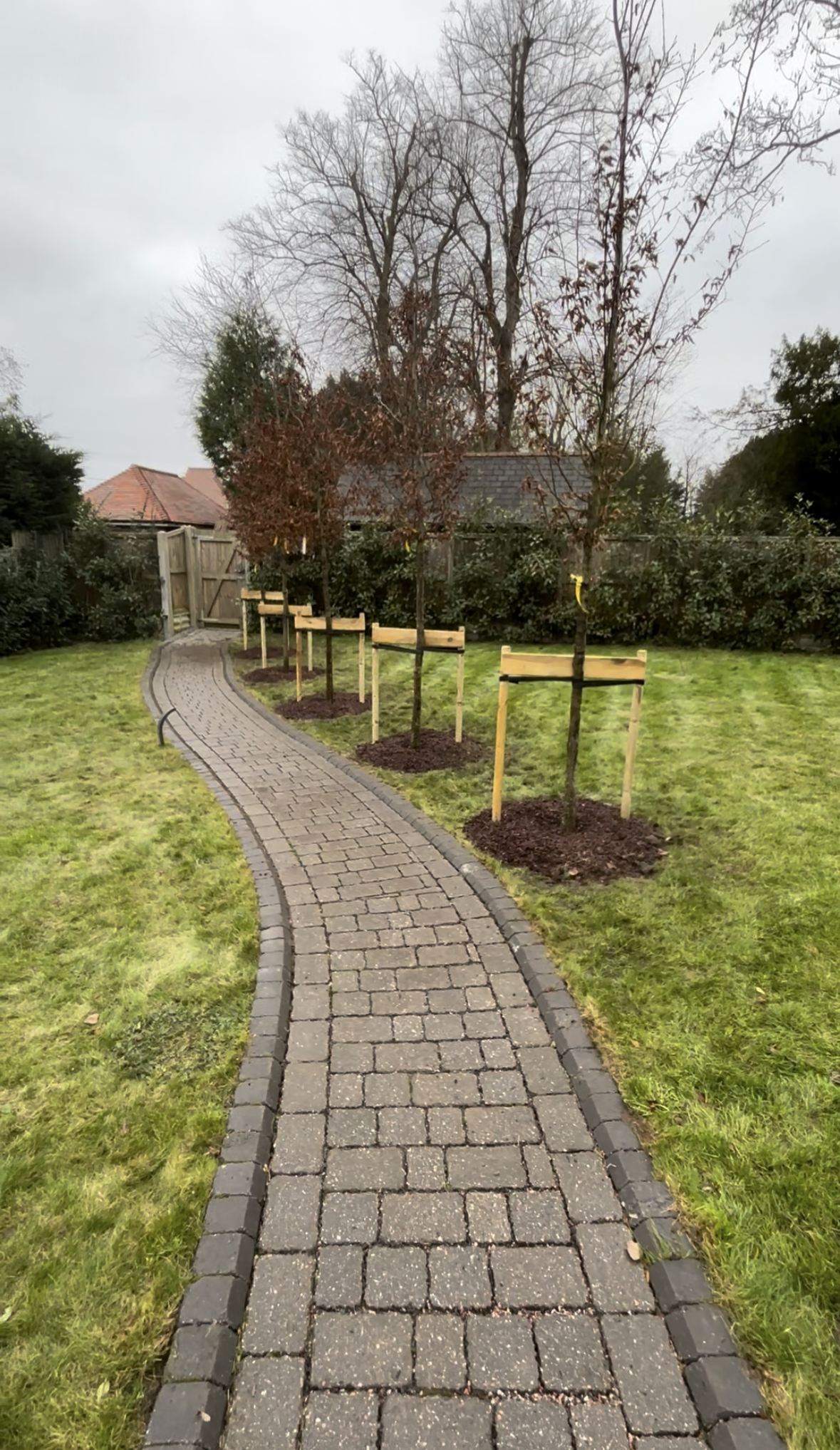 Newly planted trees along a curving brick pathway in a backyard garden.