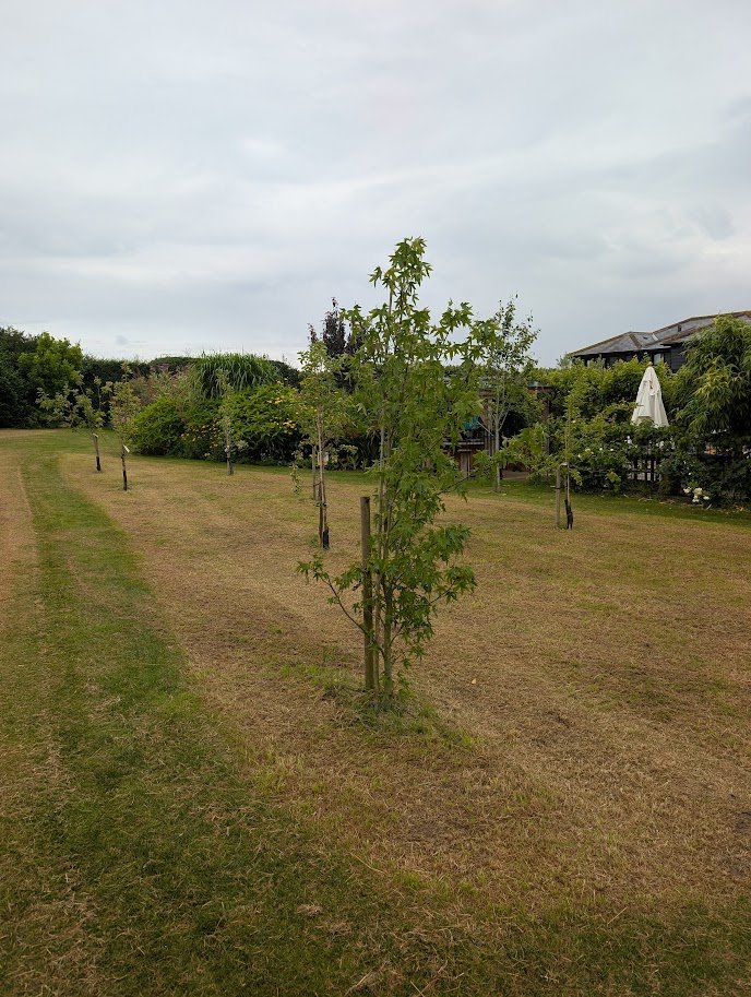 Young sapling tree planted in a grassy park with rows of trees and a building with an umbrella in the background under an cloudy sky.
