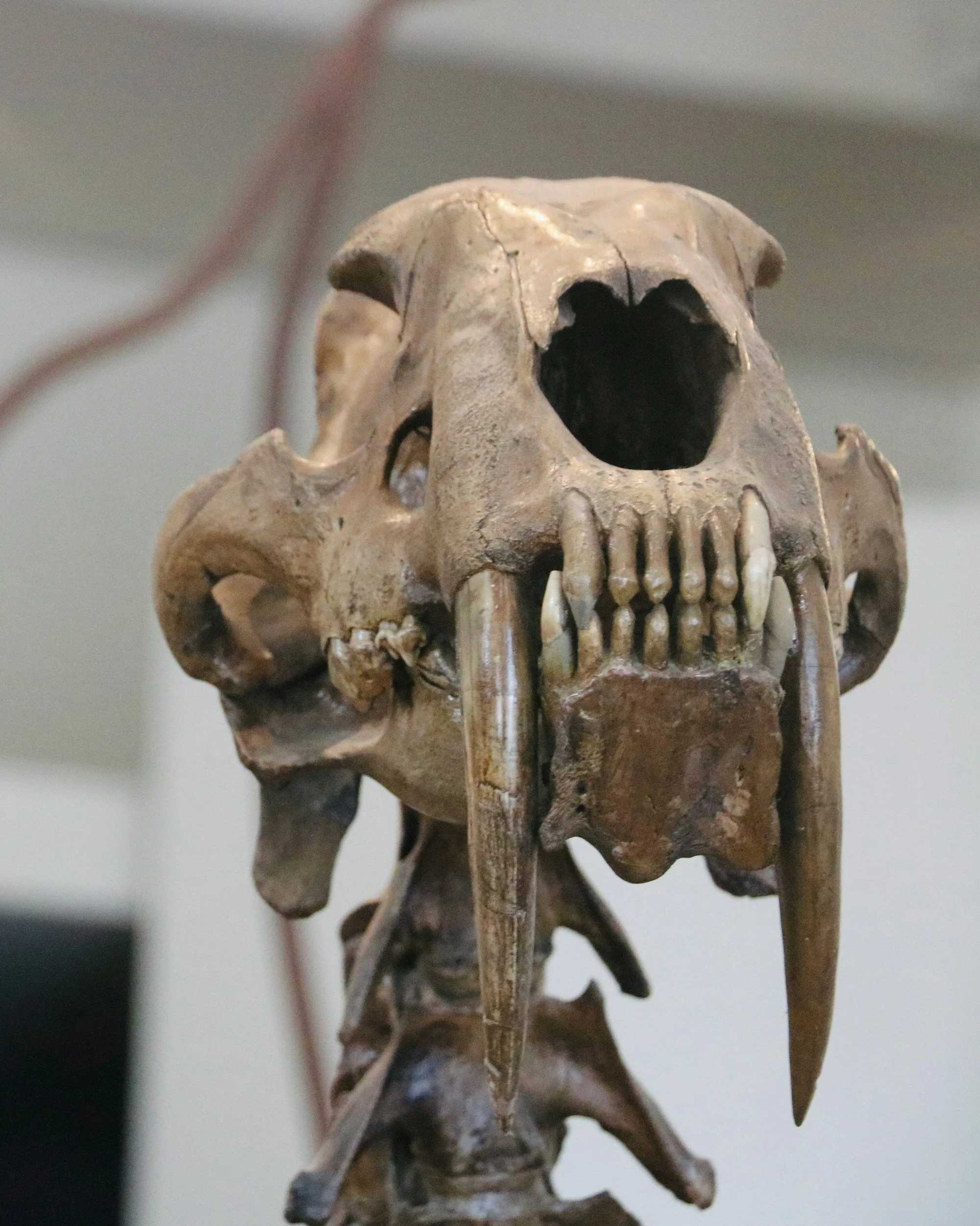 la brea tar pits dinosaur skull