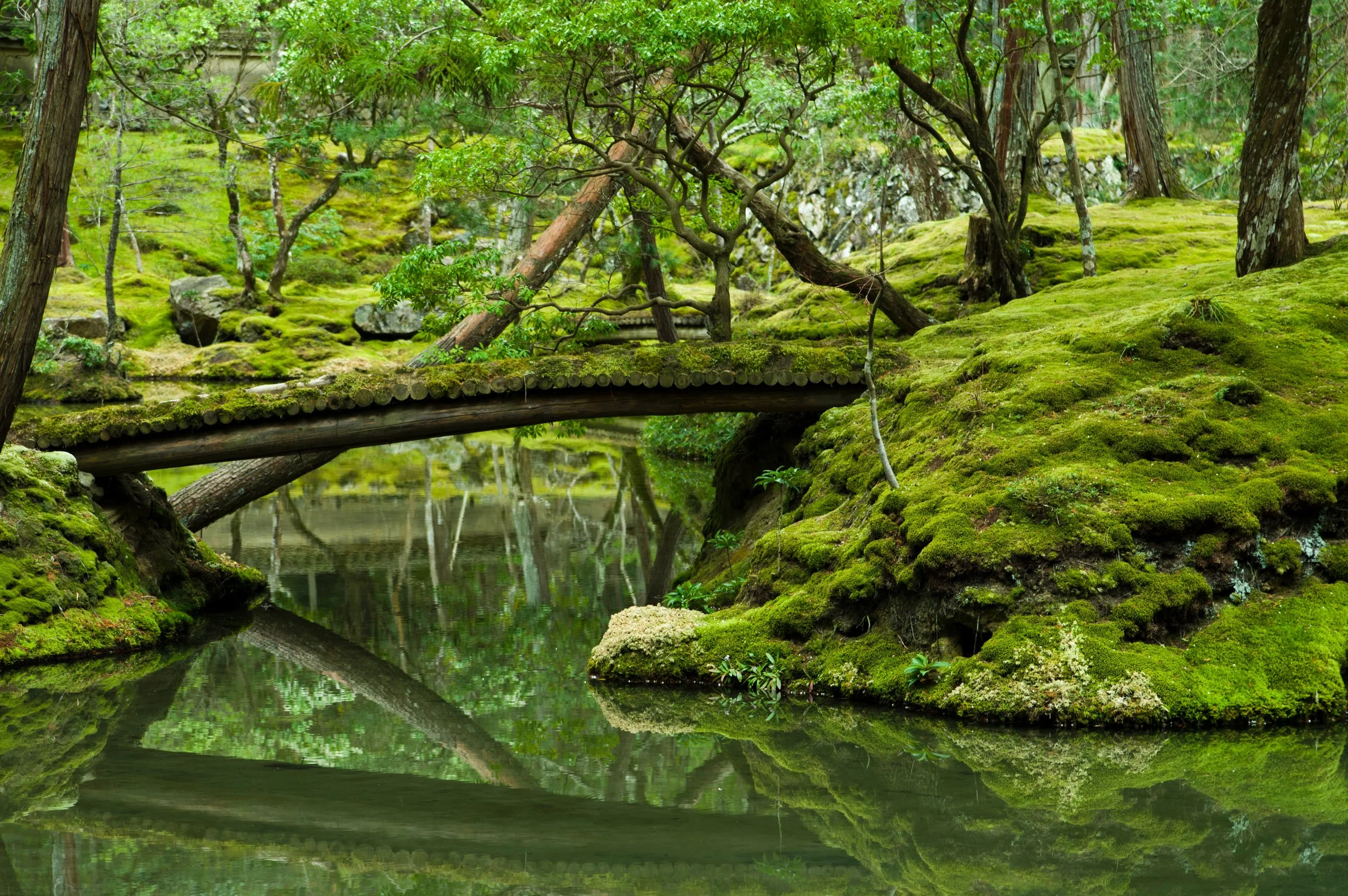 Serene Moss Garden