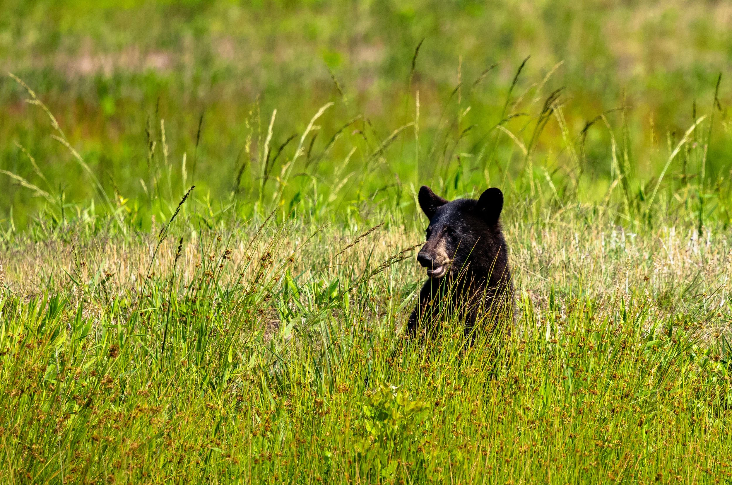 A black bear sitting in tall green grass in a natural outdoor setting.