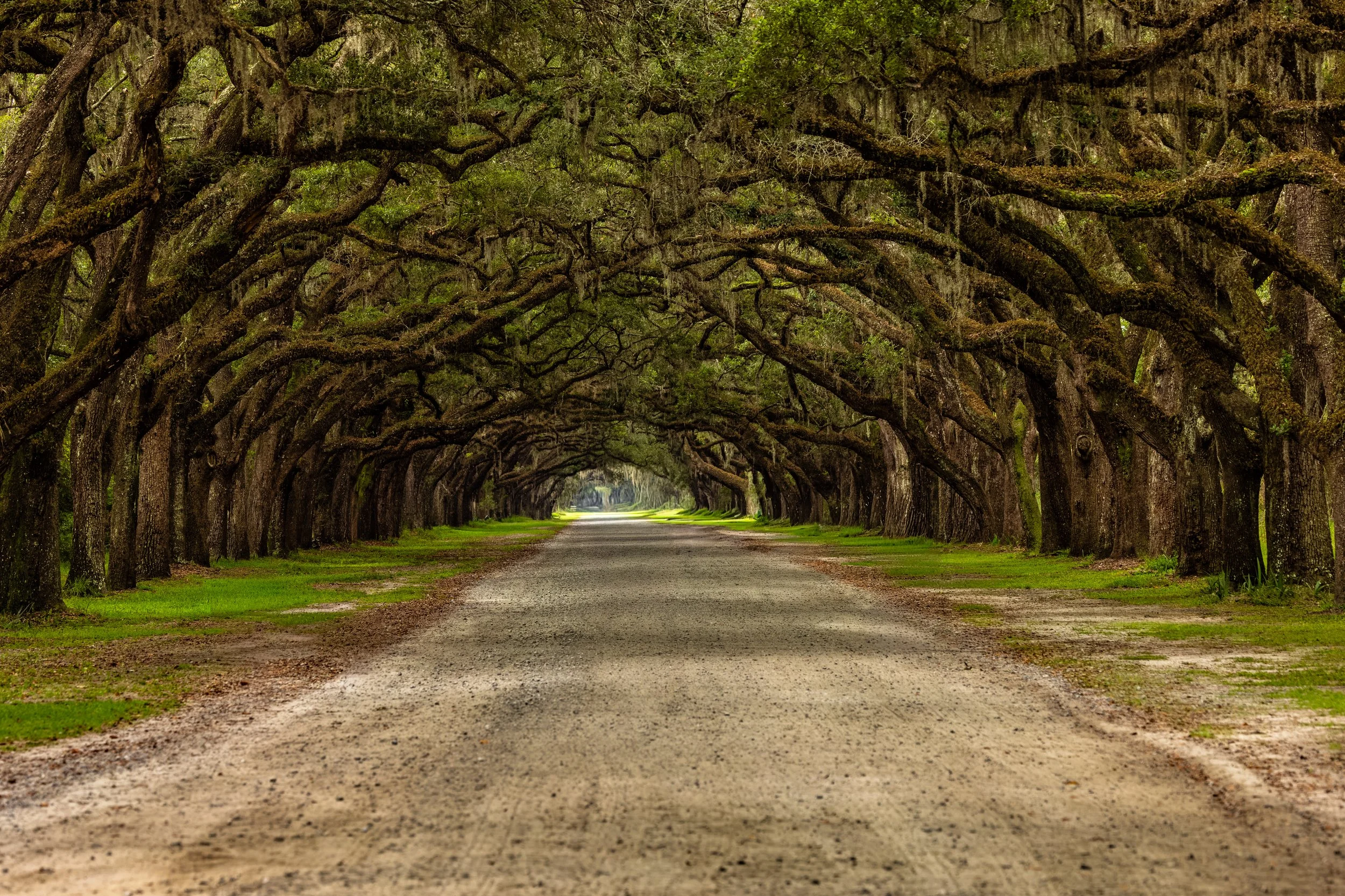 A dirt road running through a canopy of large, moss-covered oak trees forming an arch overhead in a forest.