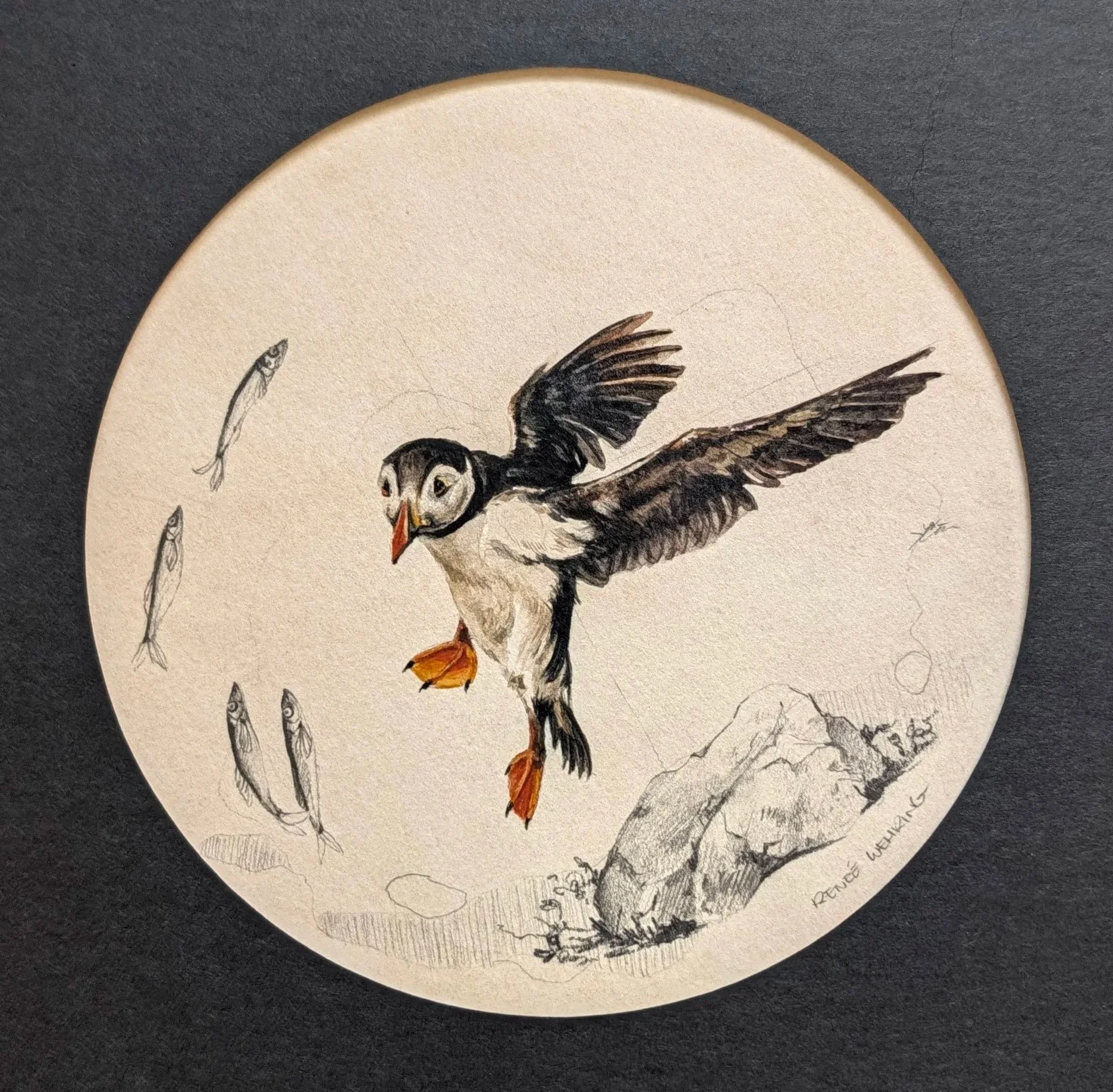 WehringRenee-PuffinStudy%232-6x6tondo-Watercolour%2BGraphitePaper-%24300.jpg