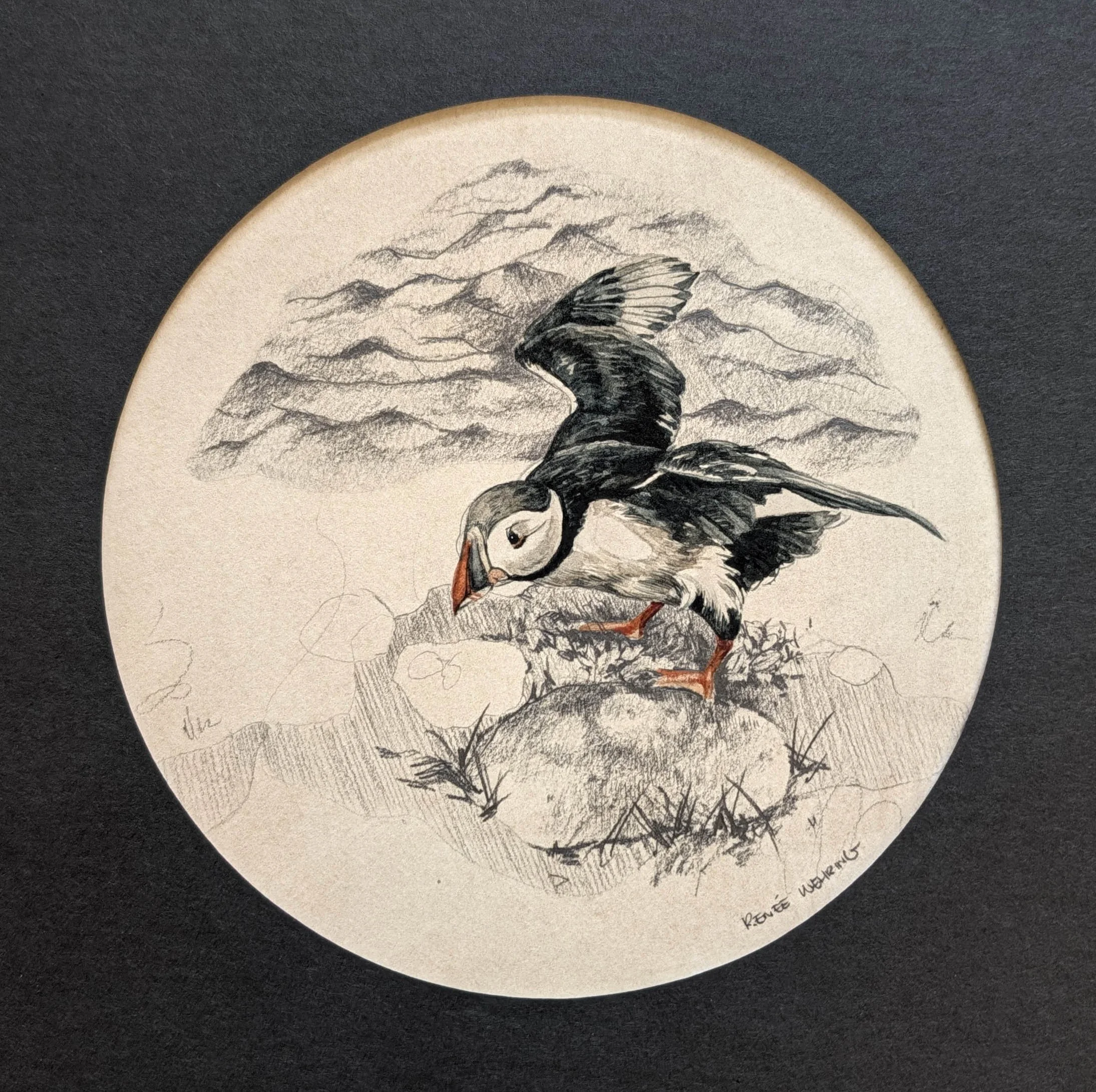 Puffin Study #1