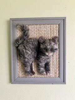 Scaredy Cat