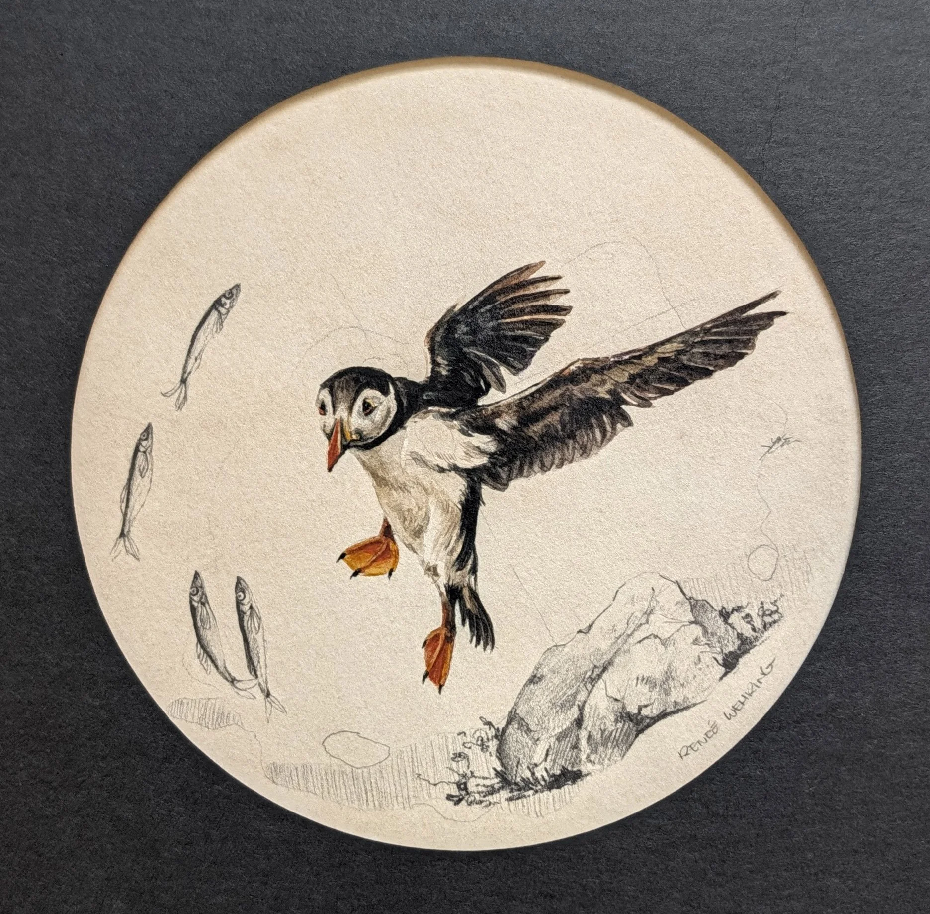 Puffin Study #2