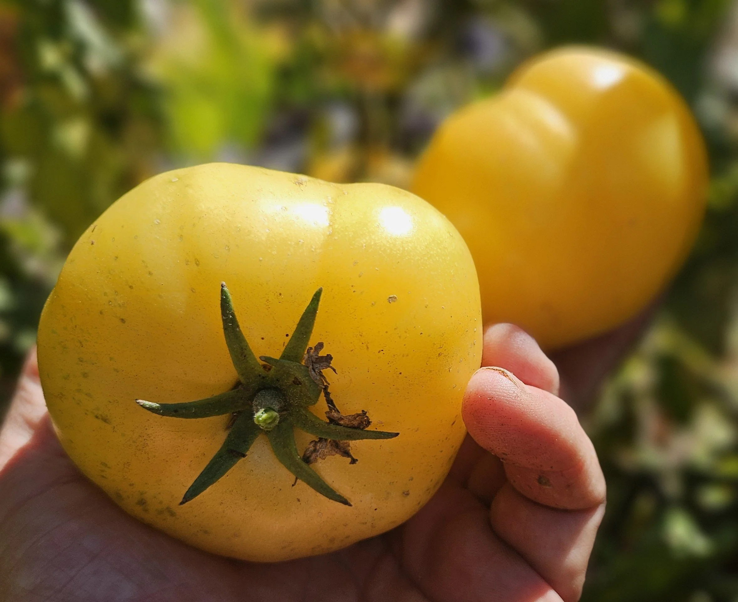 Tomato seedling - Candy's Old Yellow