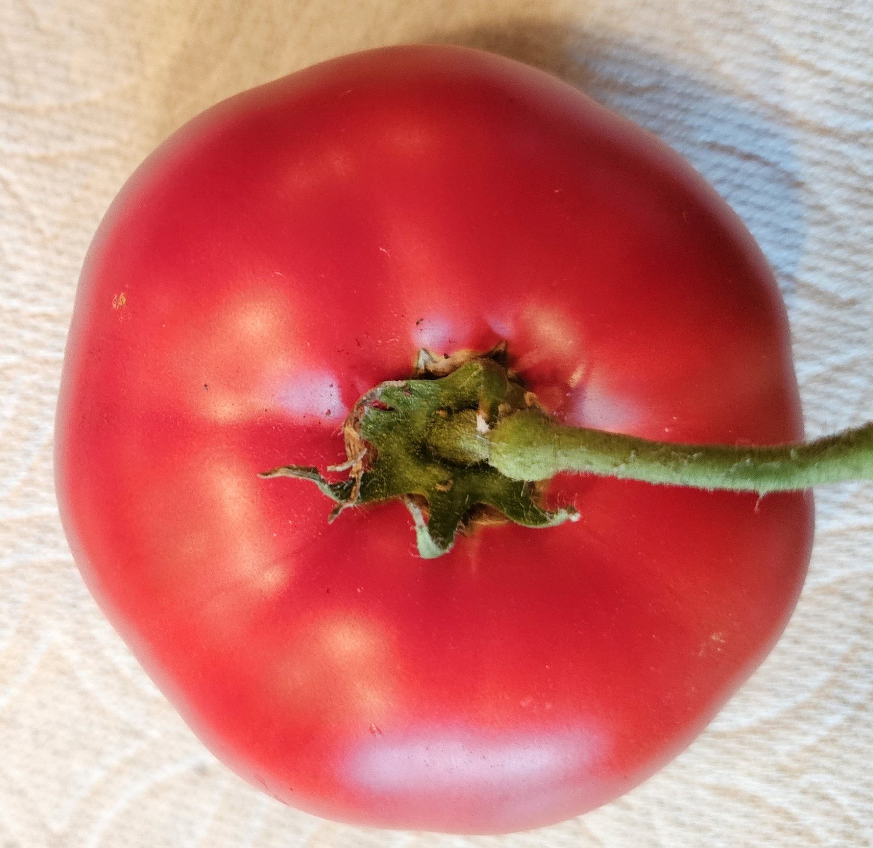 Tomato seedling - Ivan