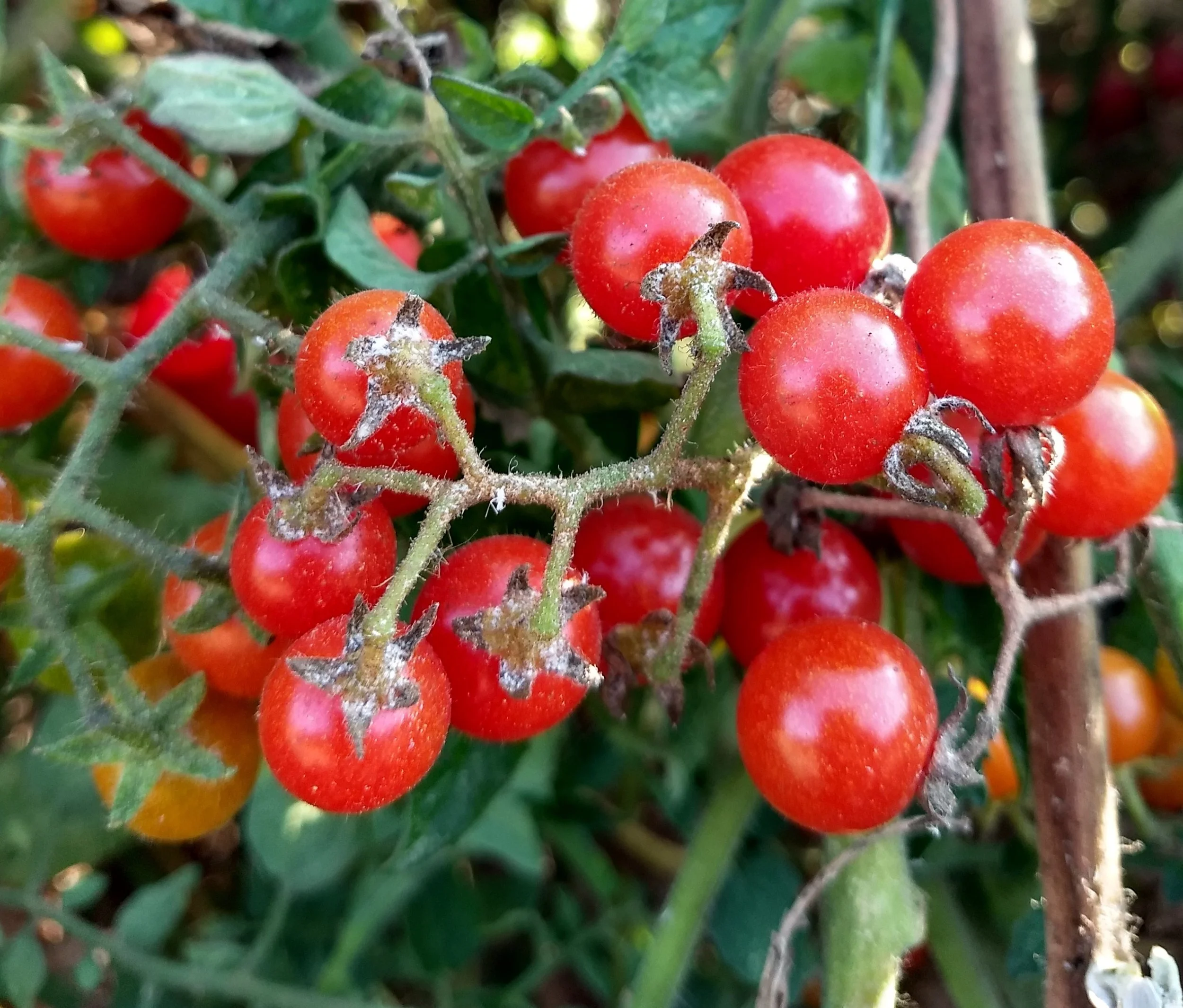 Cherry Tomato seedling - Waimea