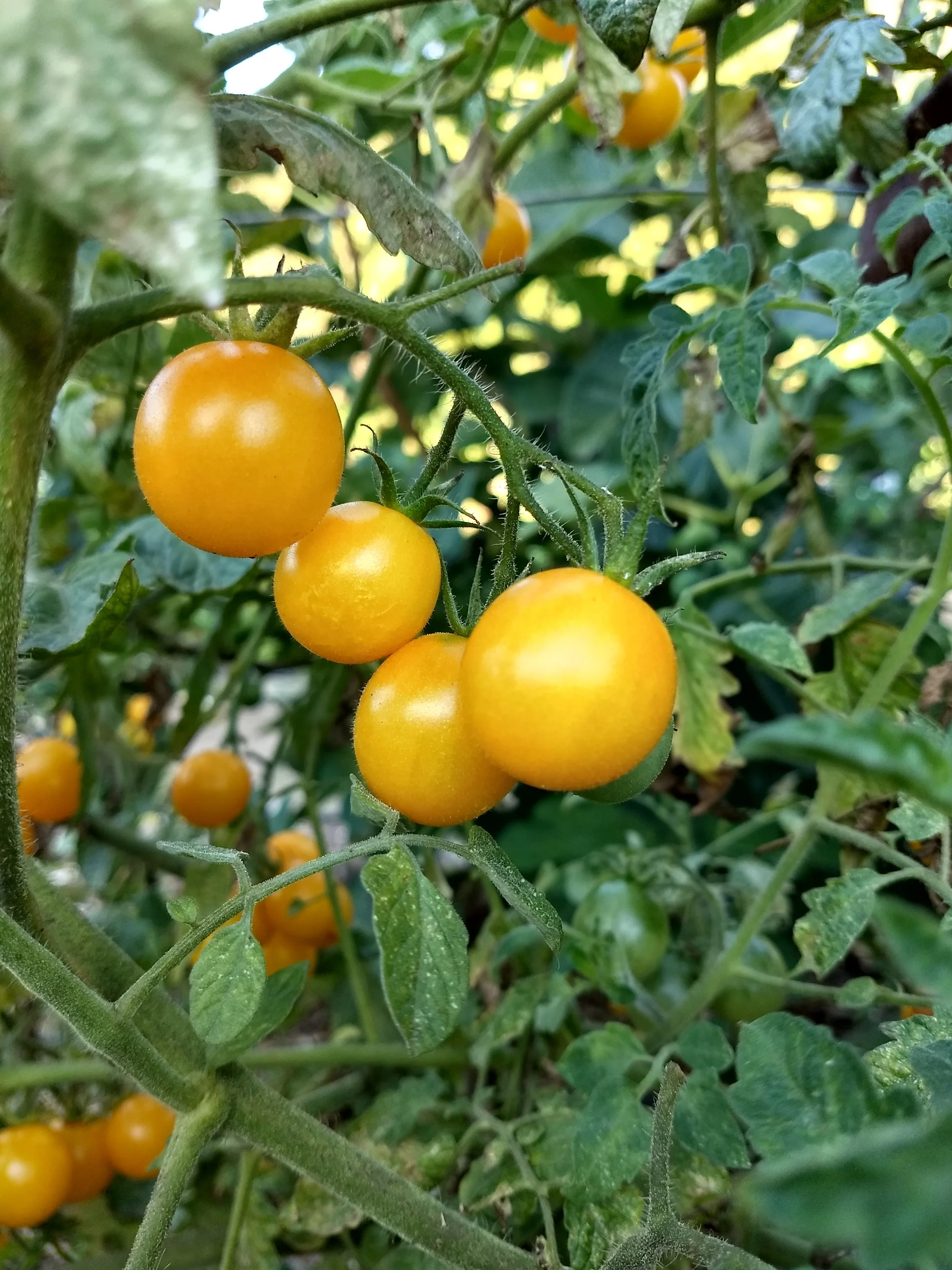 Cherry Tomato seedling - Egg Yolk