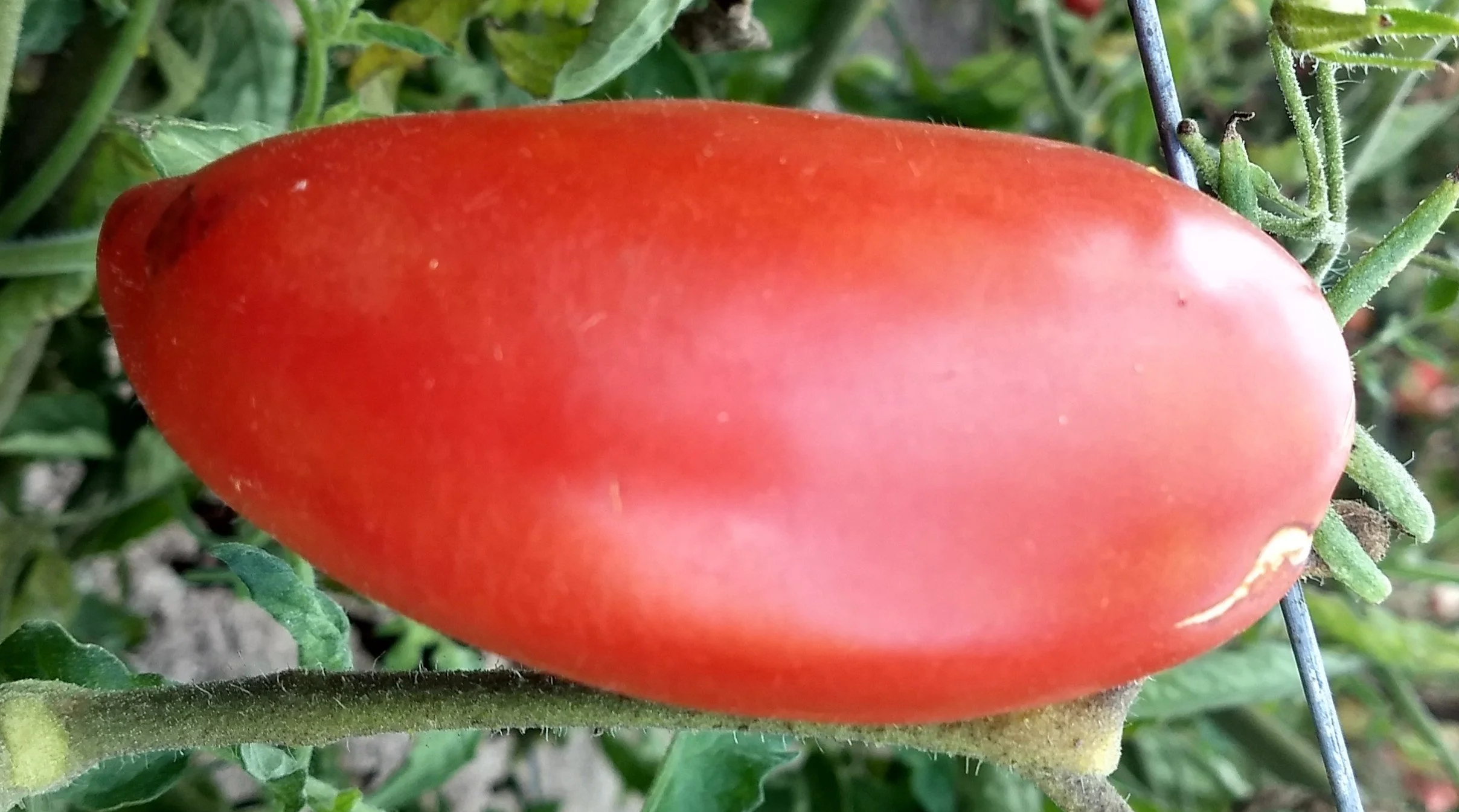 Tomato seedling, paste - Redorta San Marzano