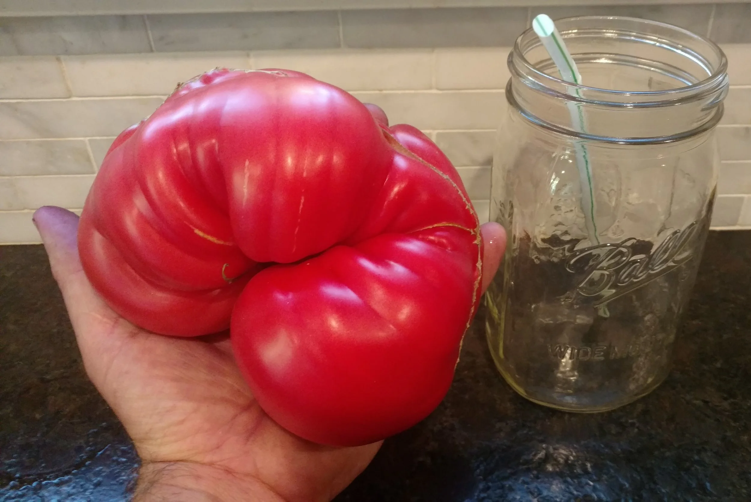 Tomato seedling, beefsteak - Andy's Polish Pink