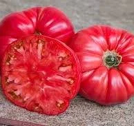 Tomato seedling - Middle Tennessee Low Acid