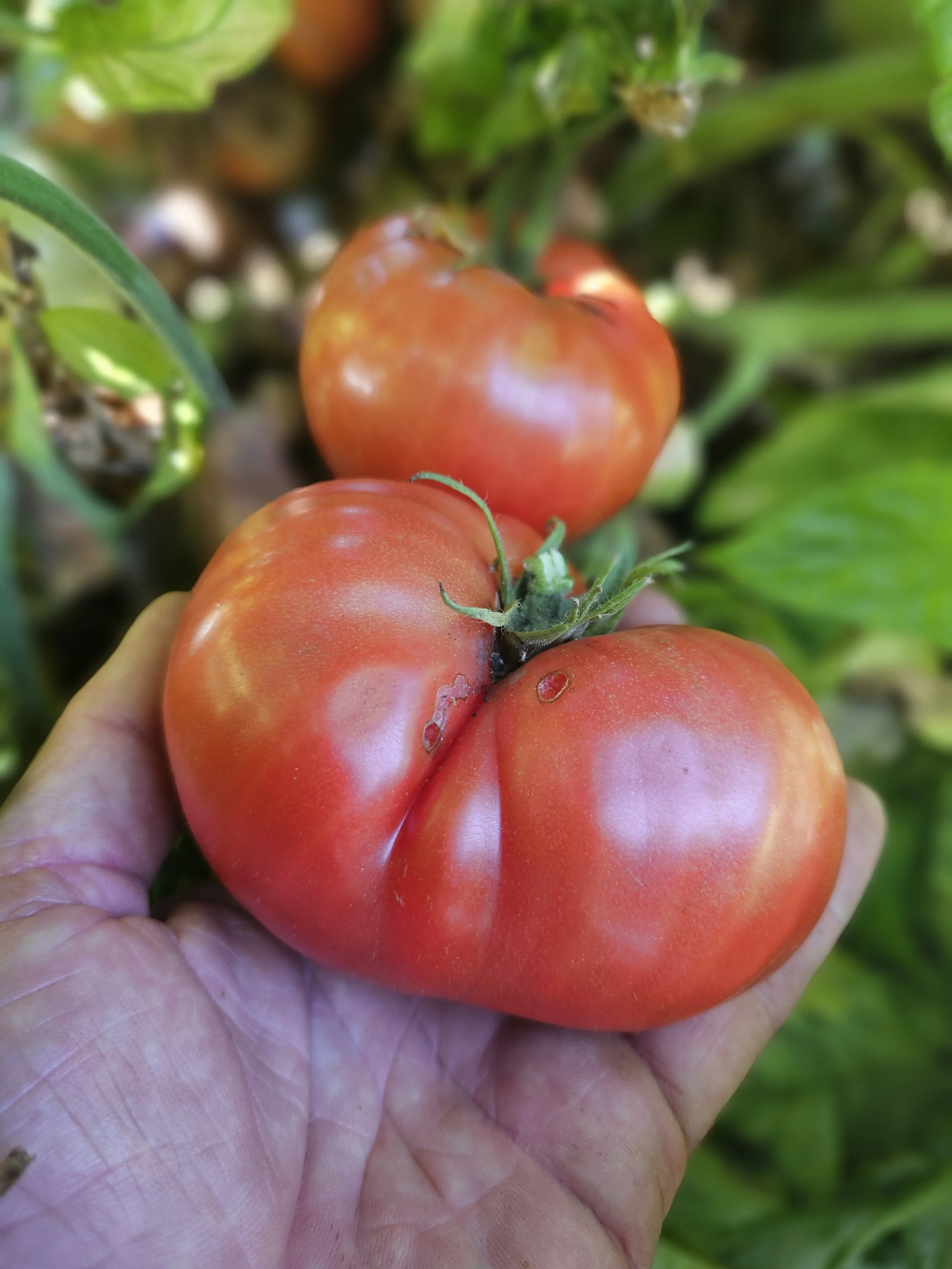 Tomato seedling, beefsteak - Sainte Lucie