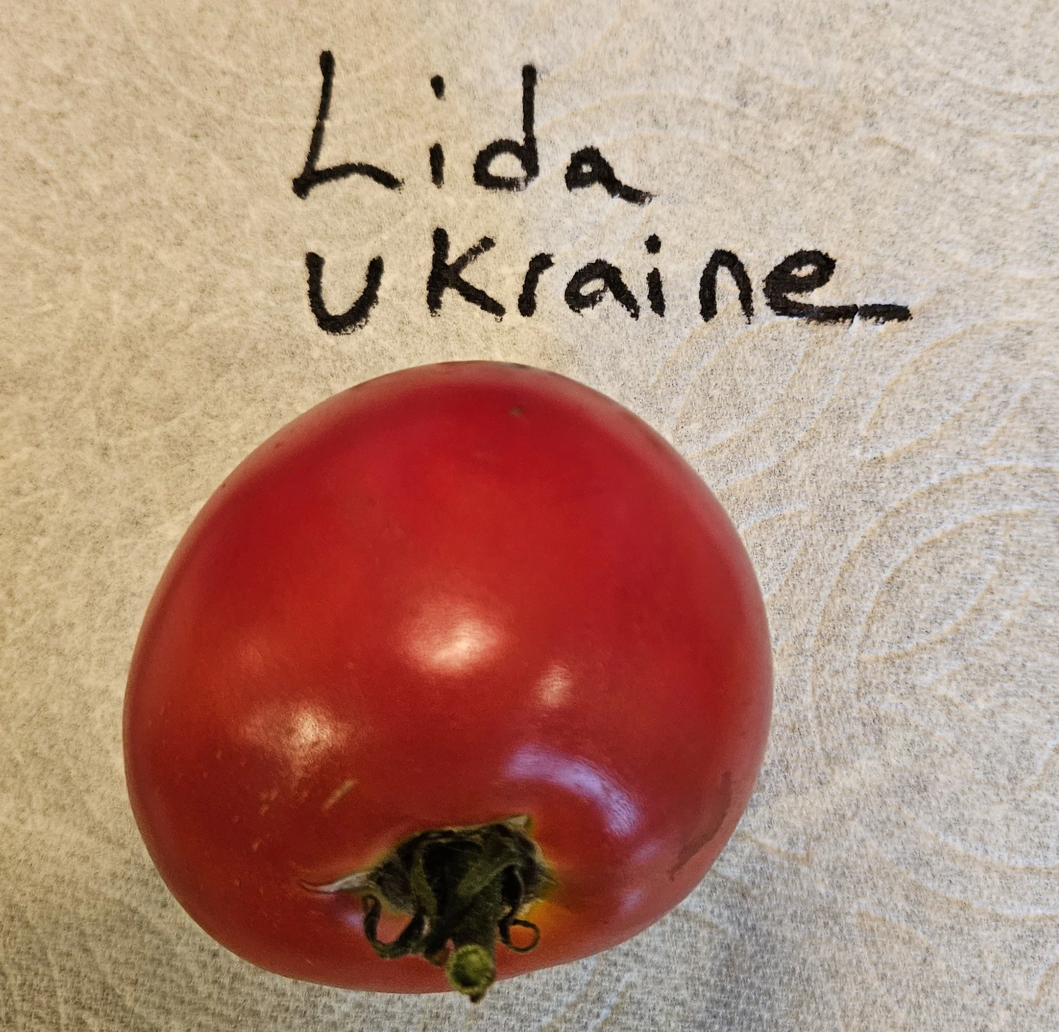 Tomato seedling - Lida Ukraine