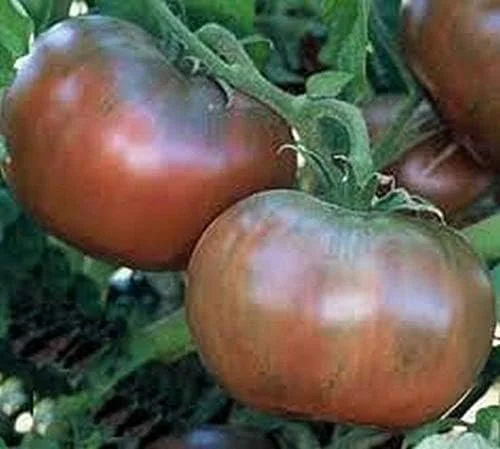 Tomato seedling - Cherokee Purple