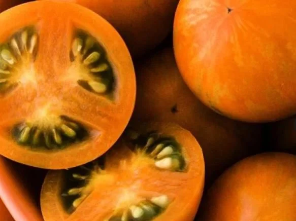 Cherry Tomato seedling, large - Apricot Zebra